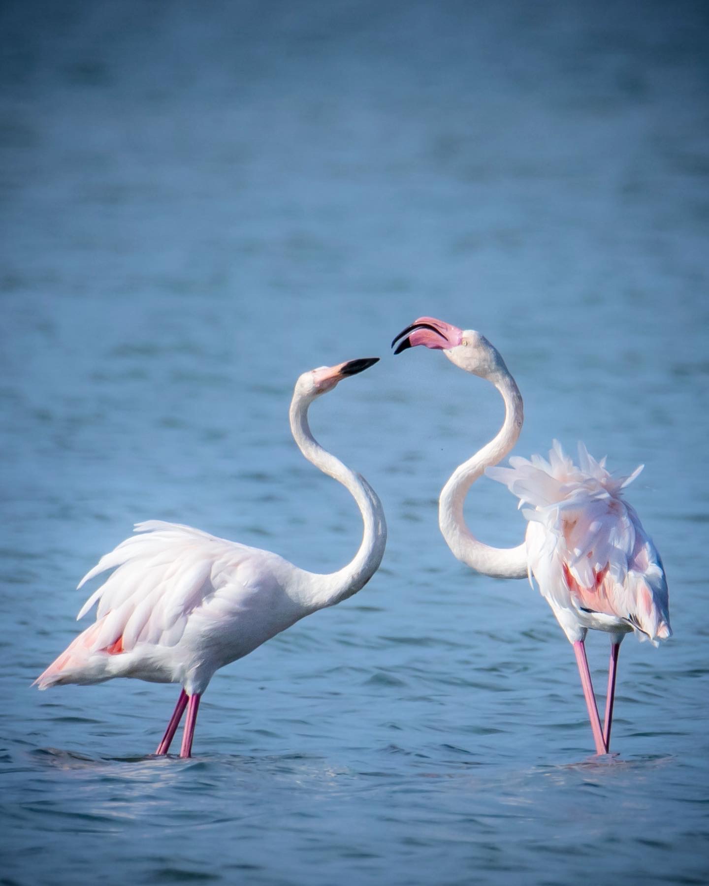Pink flamingos