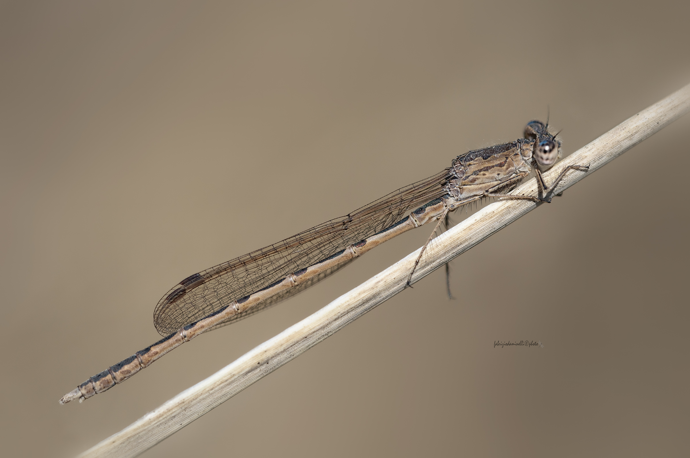 Sympecma village - Heath winter - Siberian