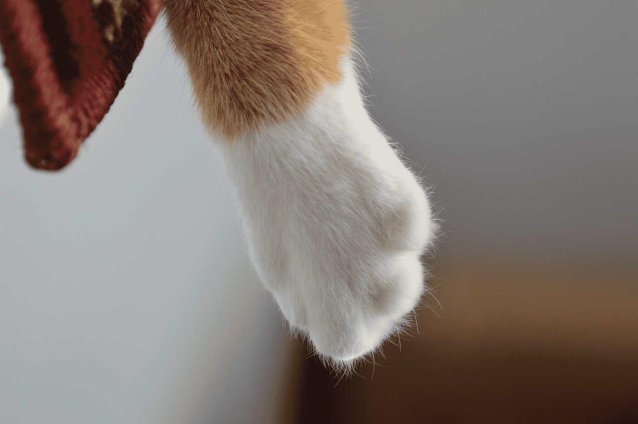 Cats Paw with mitten