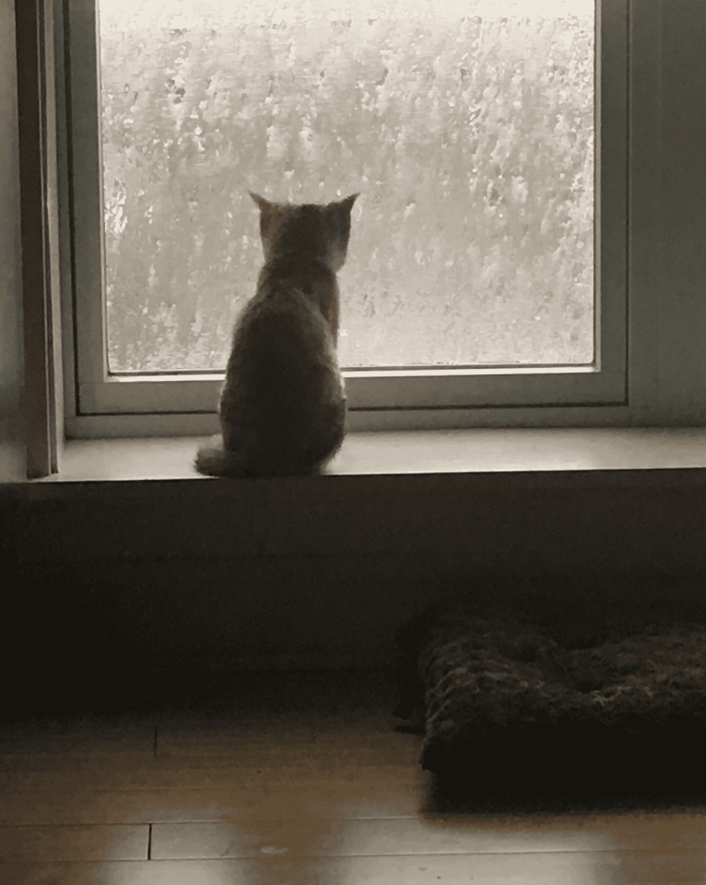 kitten watching rain