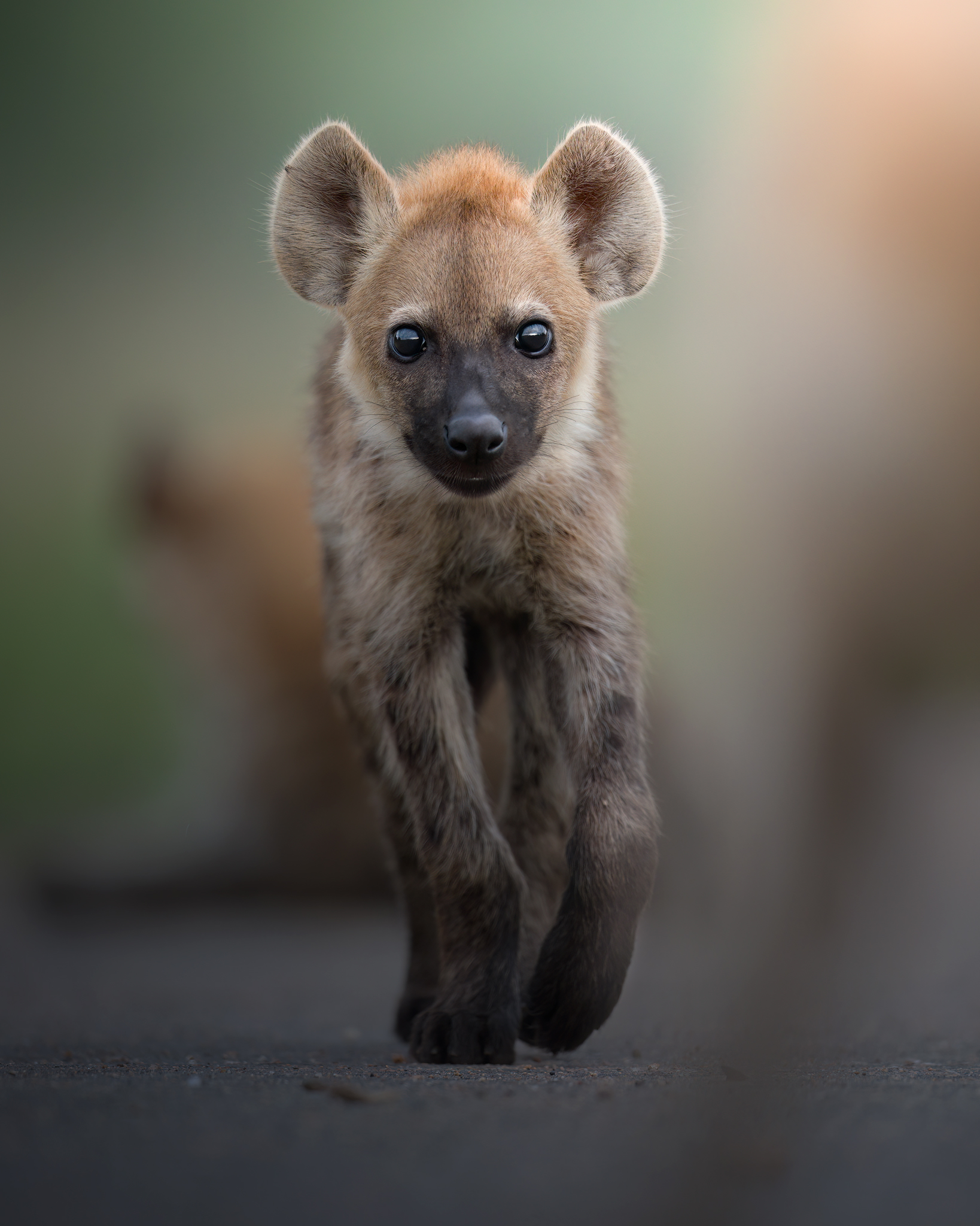 Hyena puppies