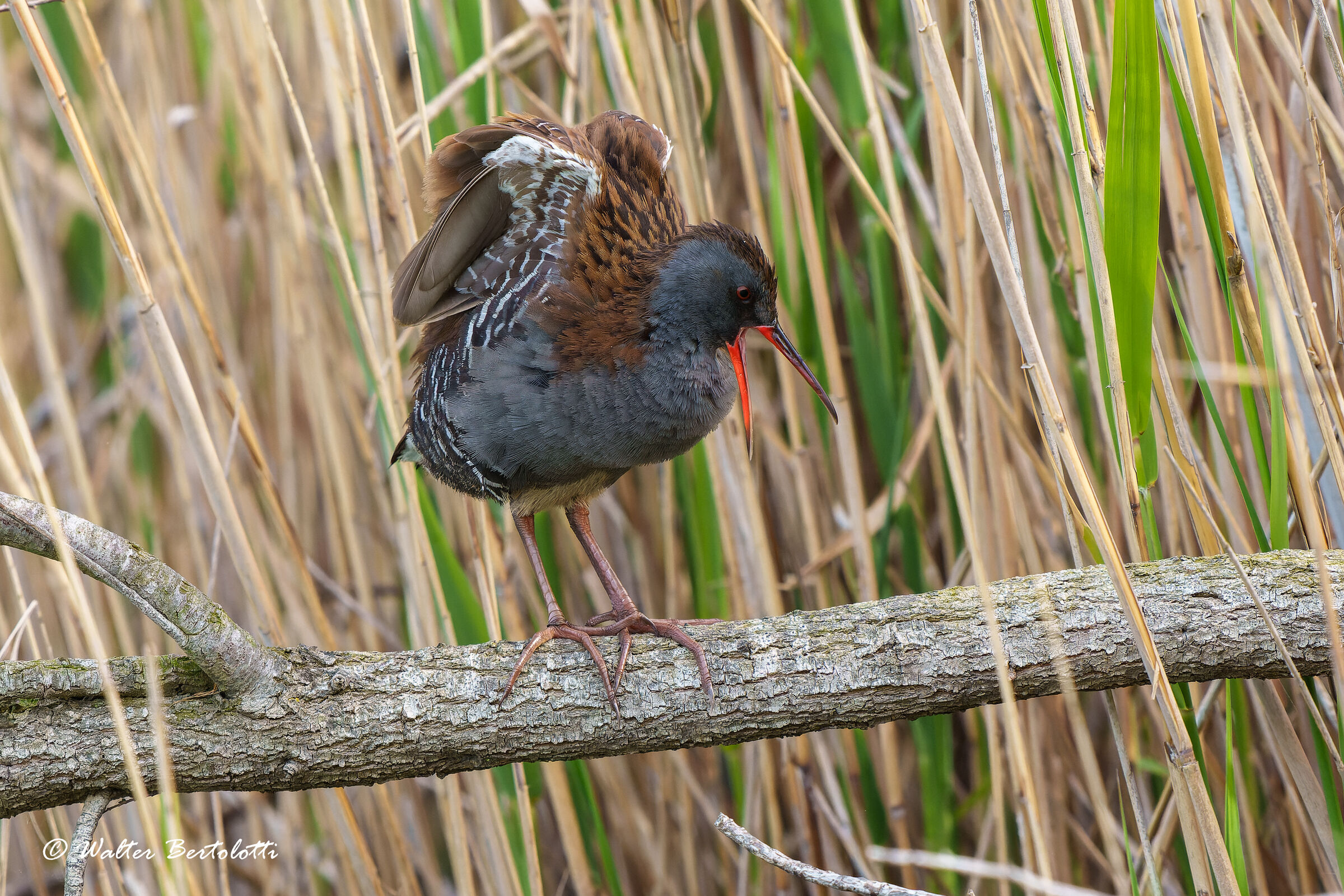 porciglione annoiato