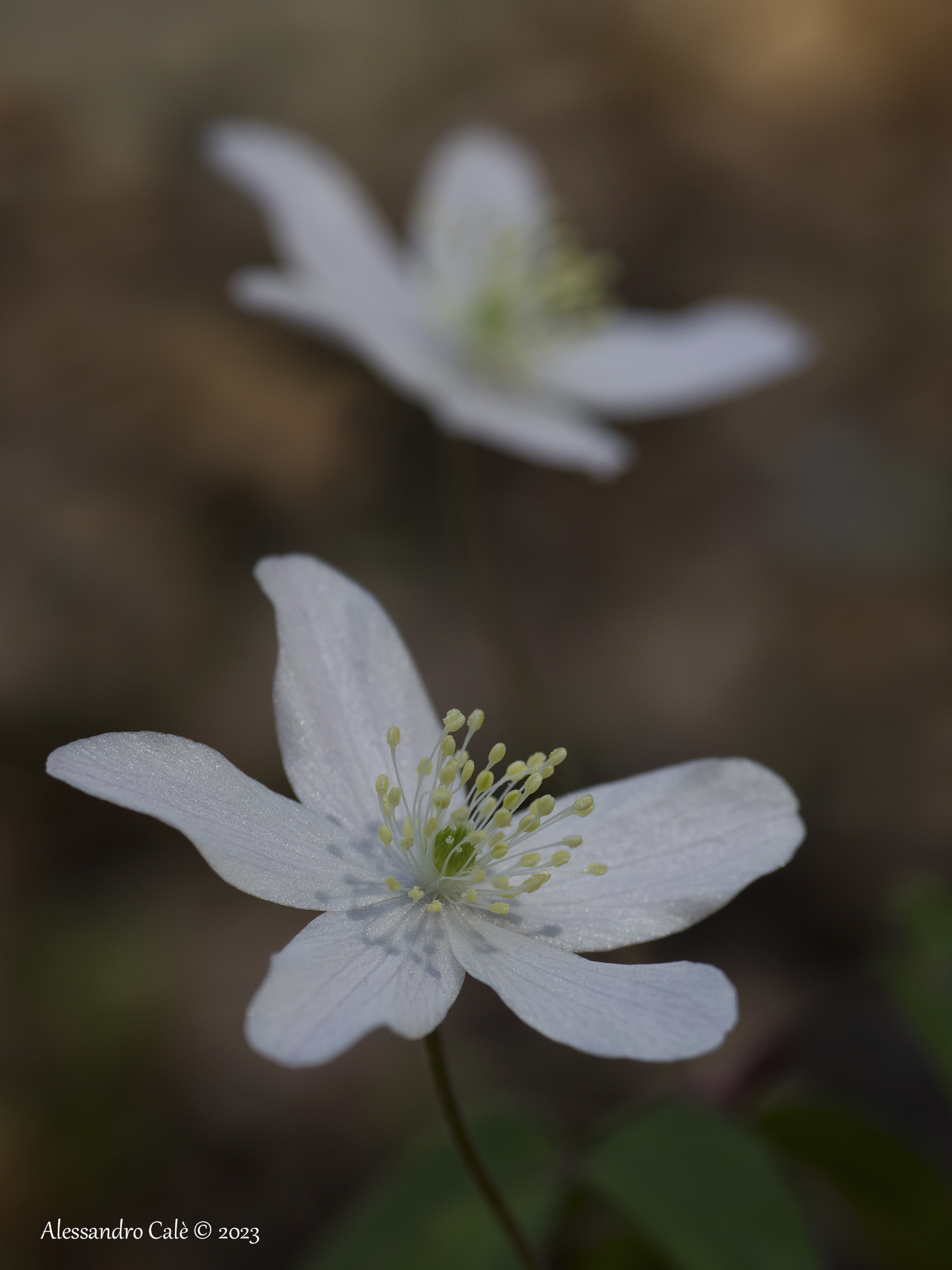 Anemone nemorosa (Anemone bianco 0380