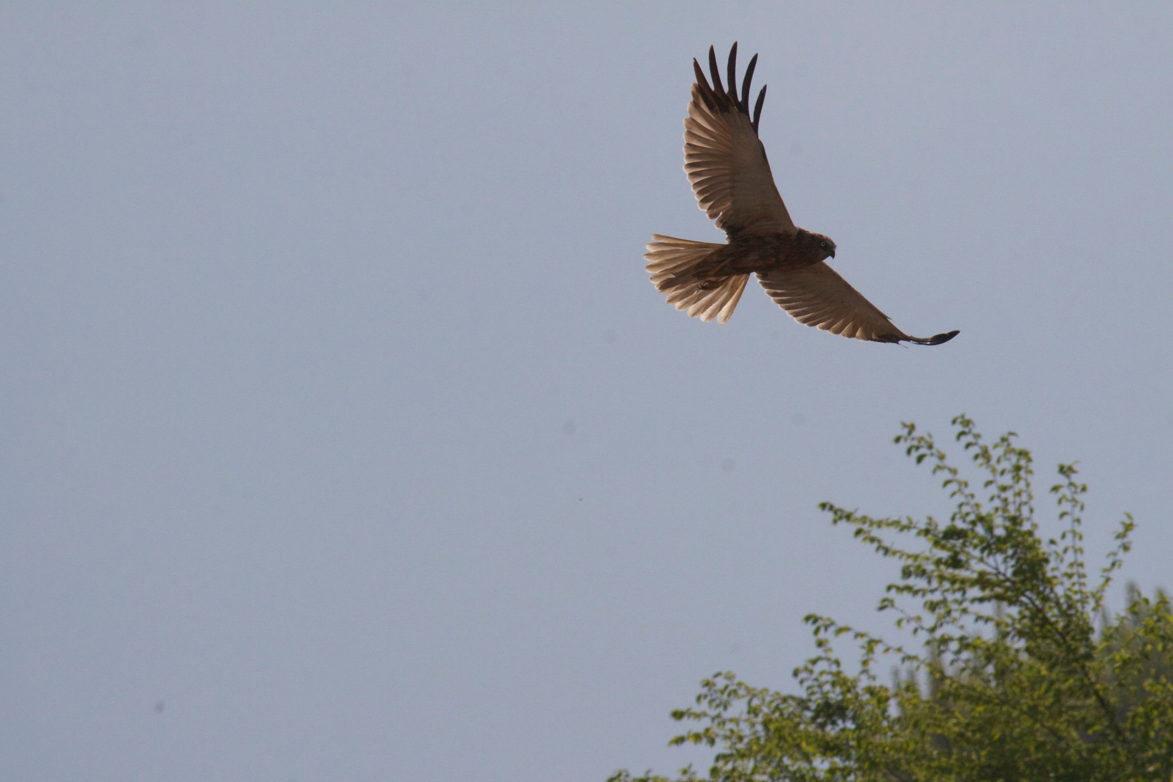 Marsh Harrier