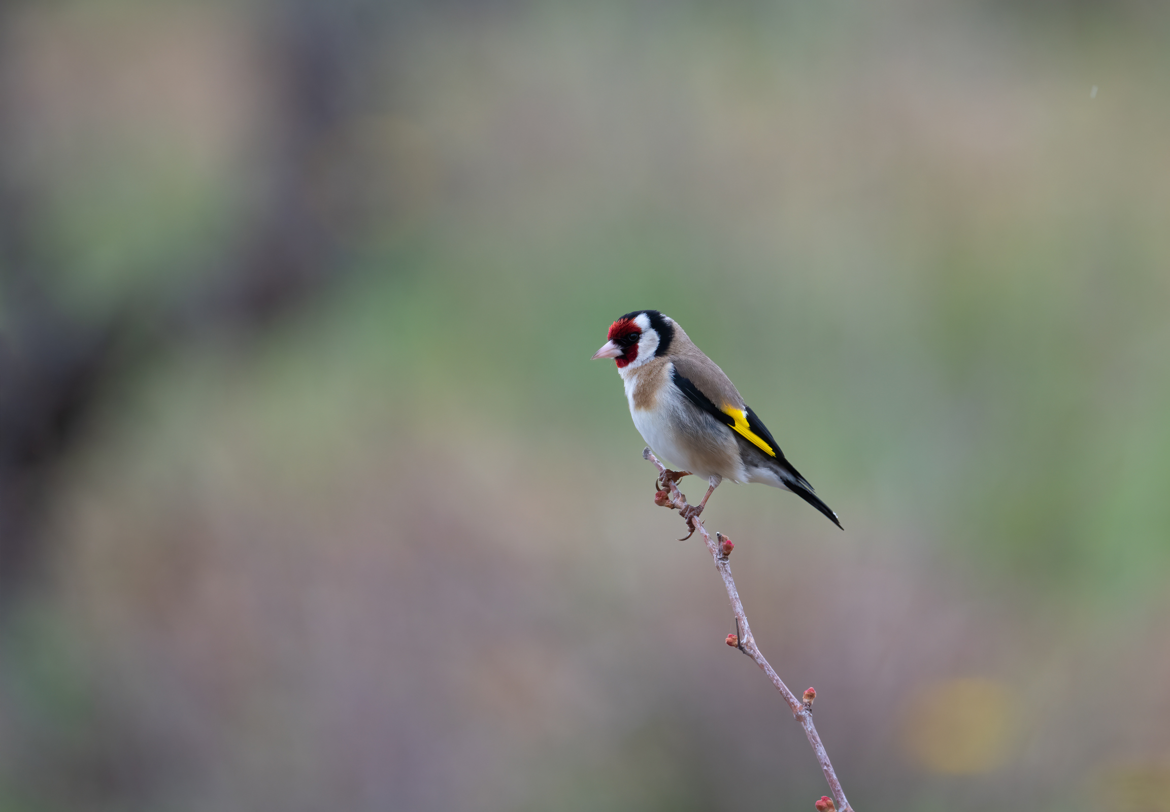 Goldfinch
