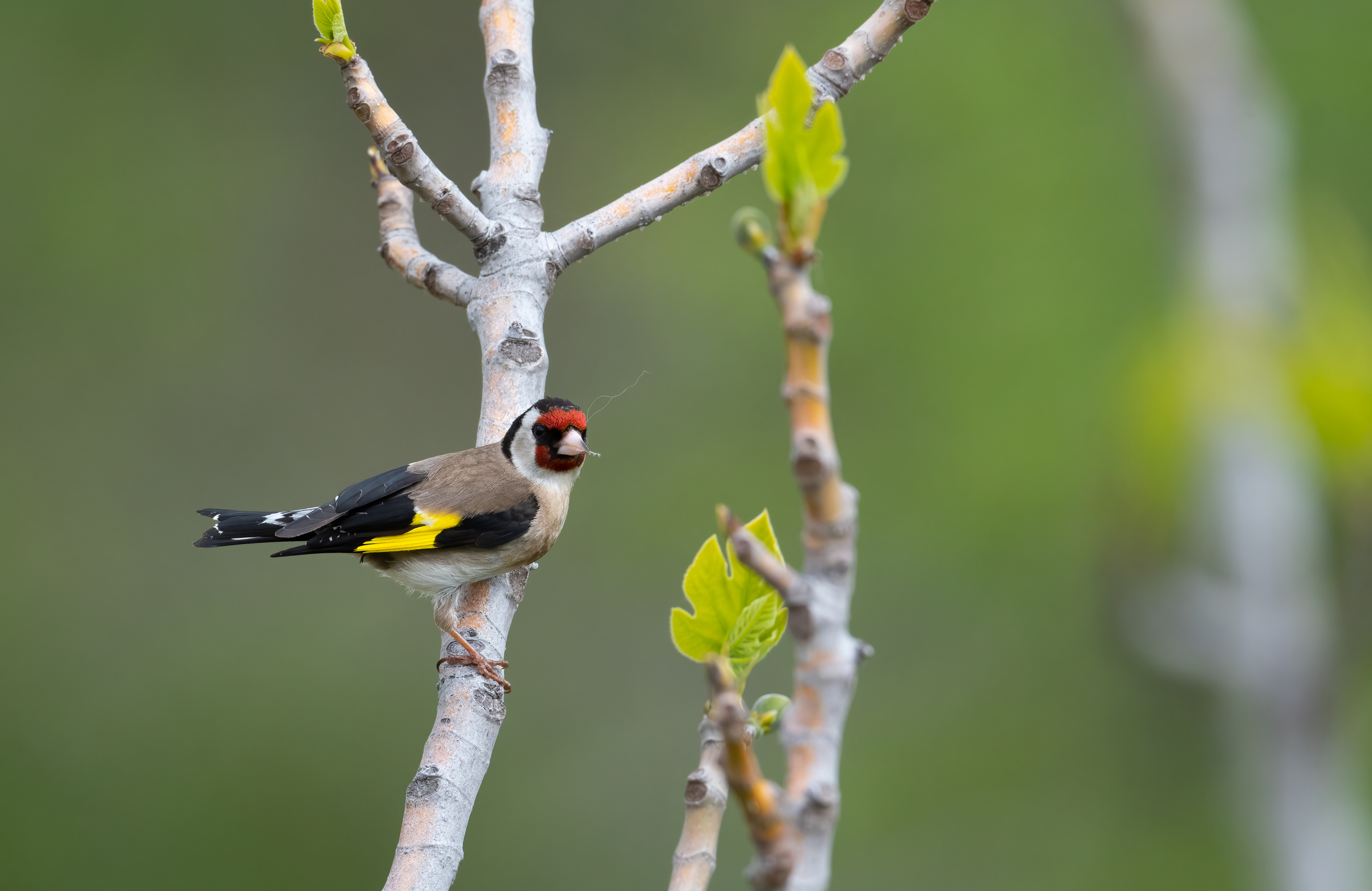Goldfinch