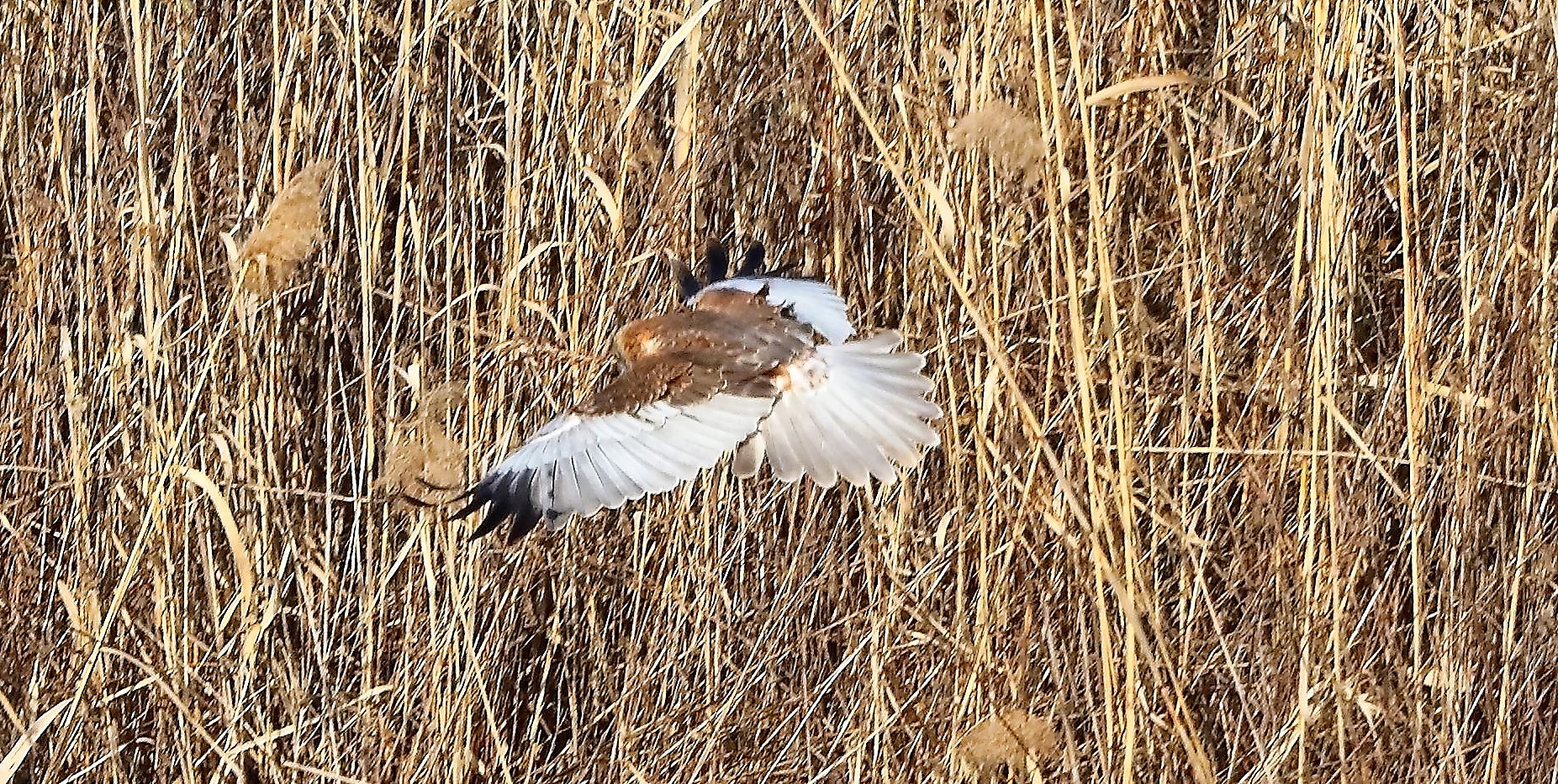 Falco di palude 03-02-2023