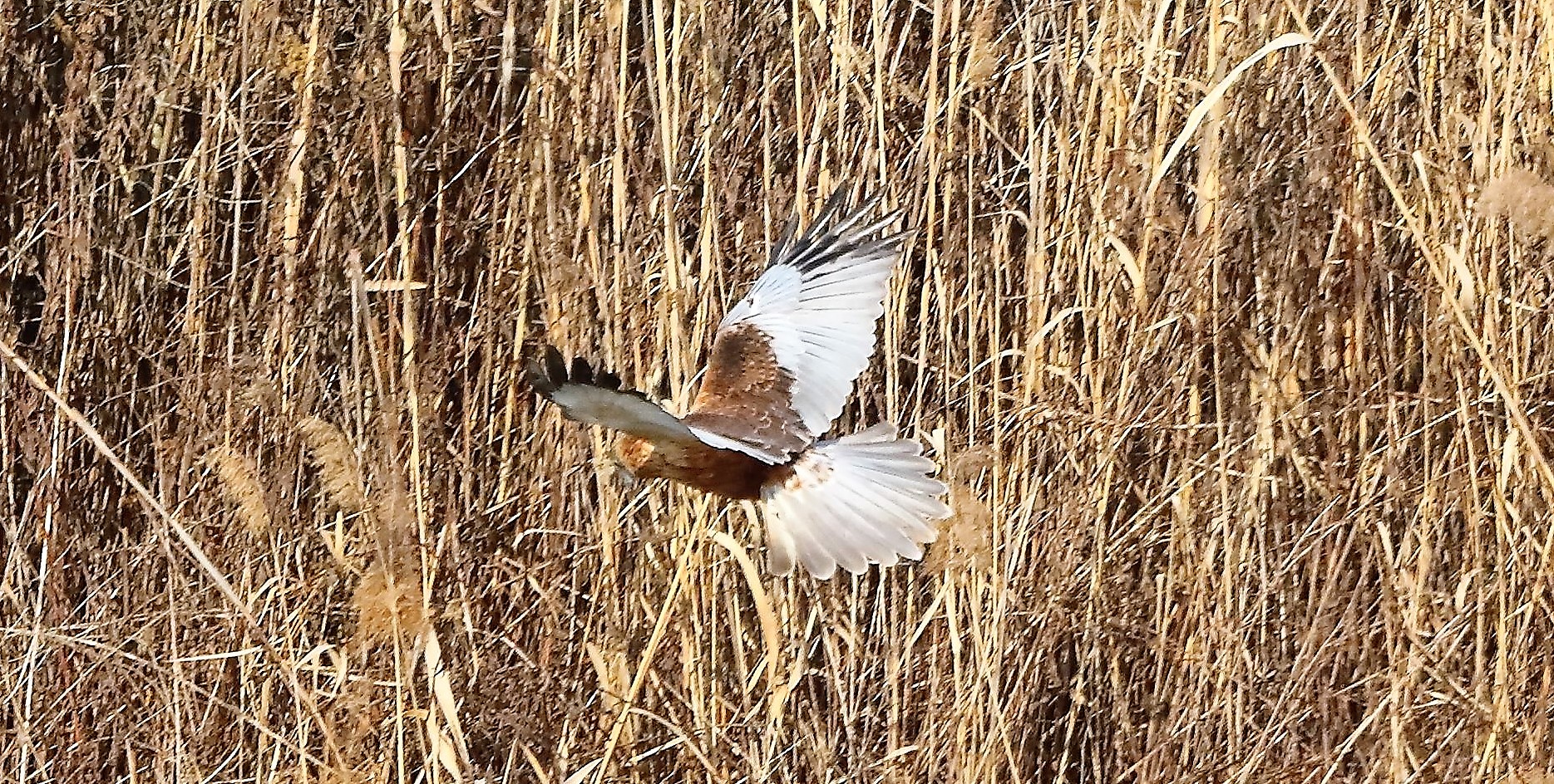 Falco di palude 03-02-2023