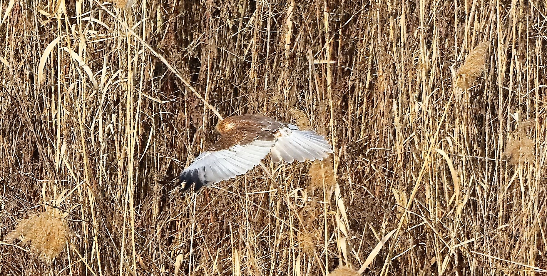 Falco di palude 03-02-2023