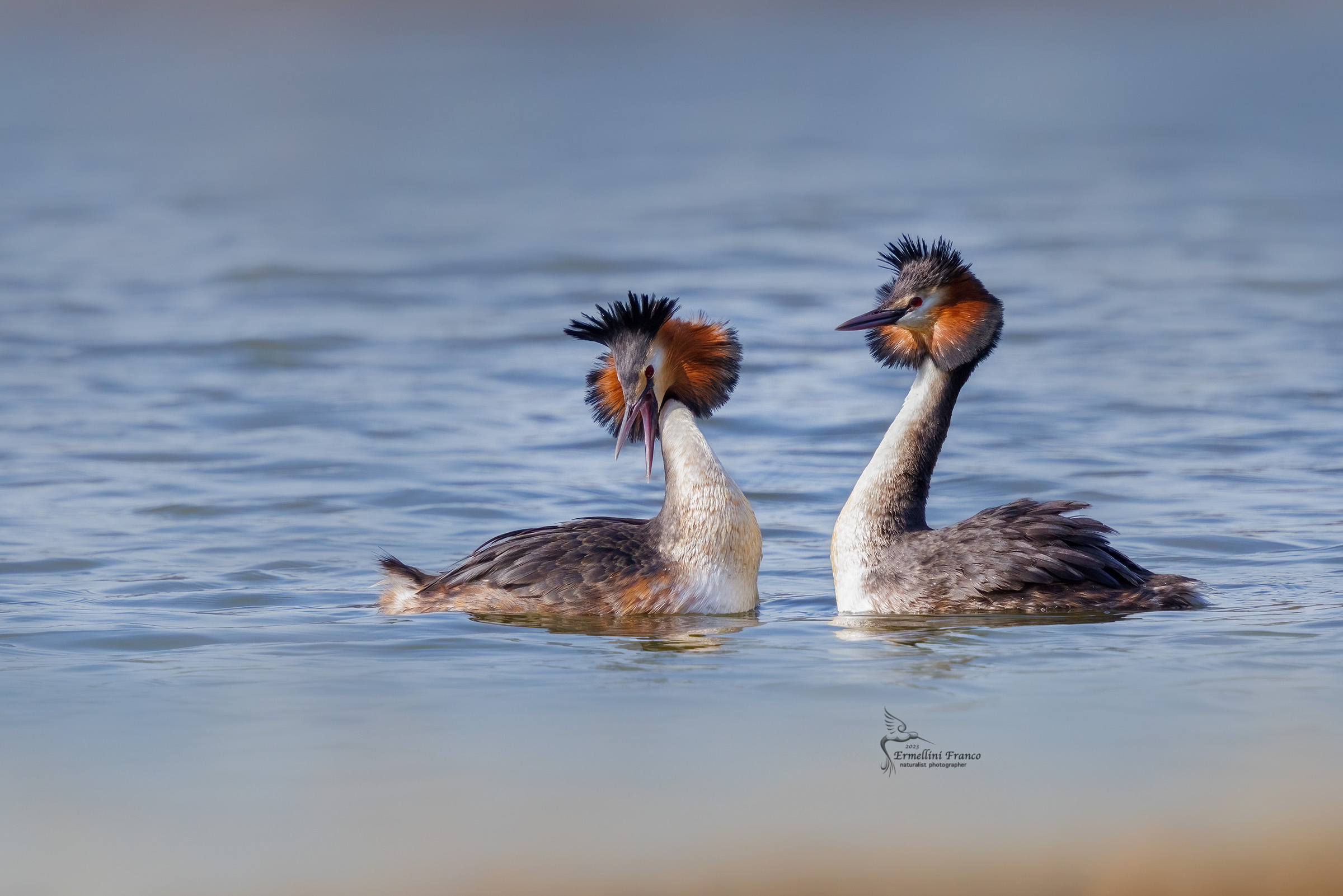 Great crested grebe