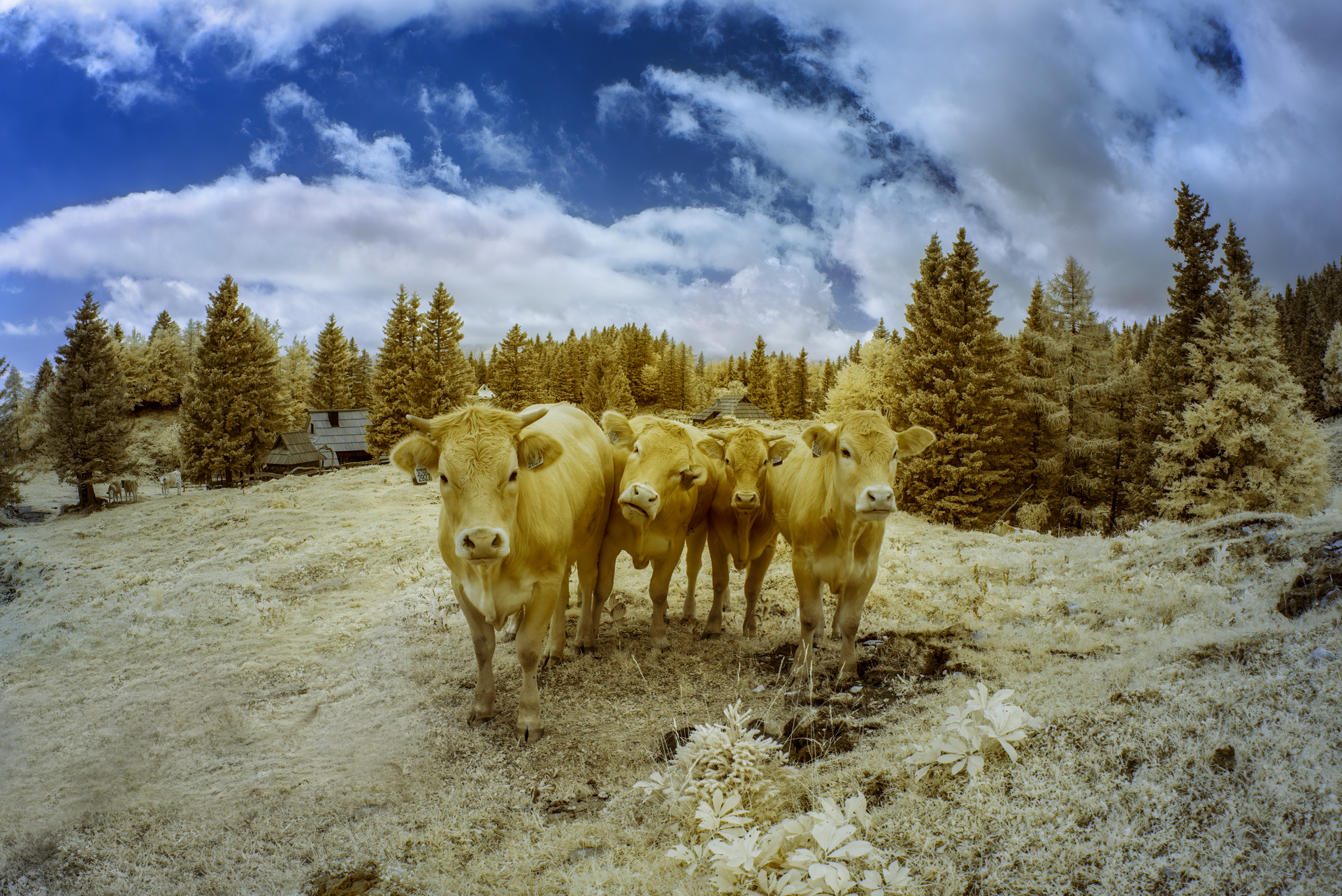 Moooooooo!