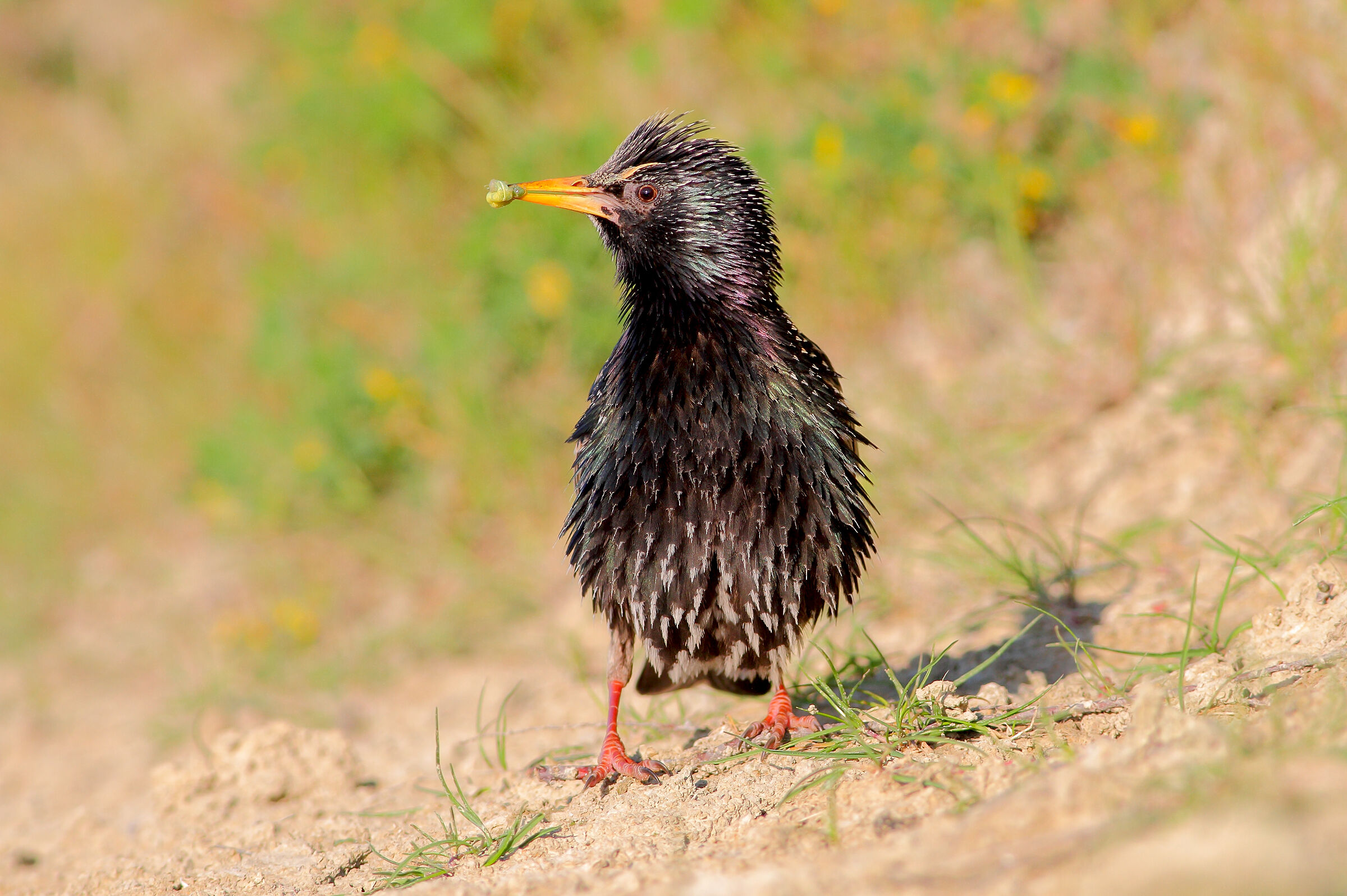 Storno