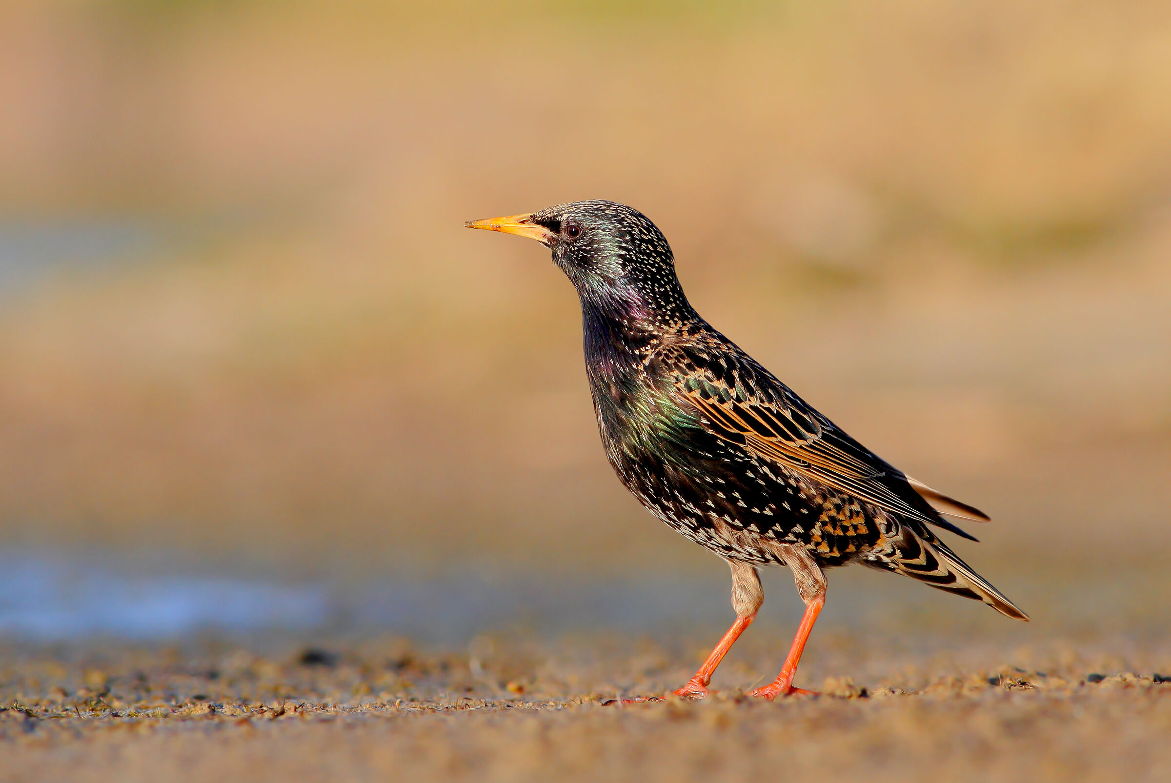 Starling