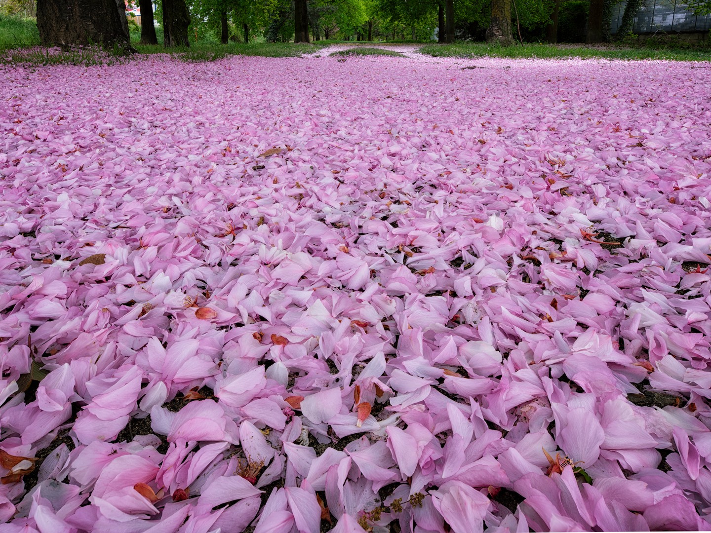 La strage dei ciliegi giapponesi