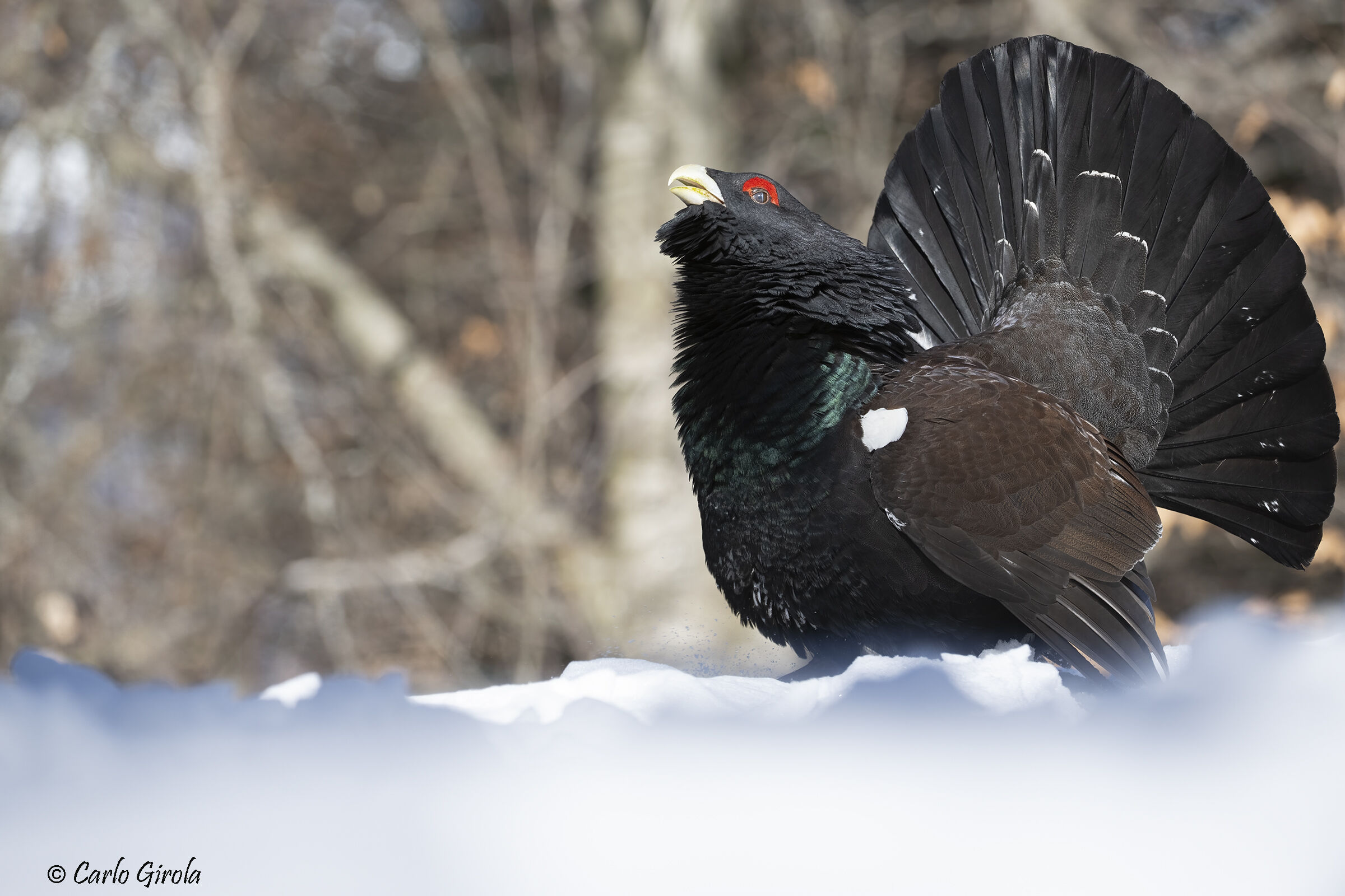 Capercaillie (Tetrao urogallus)