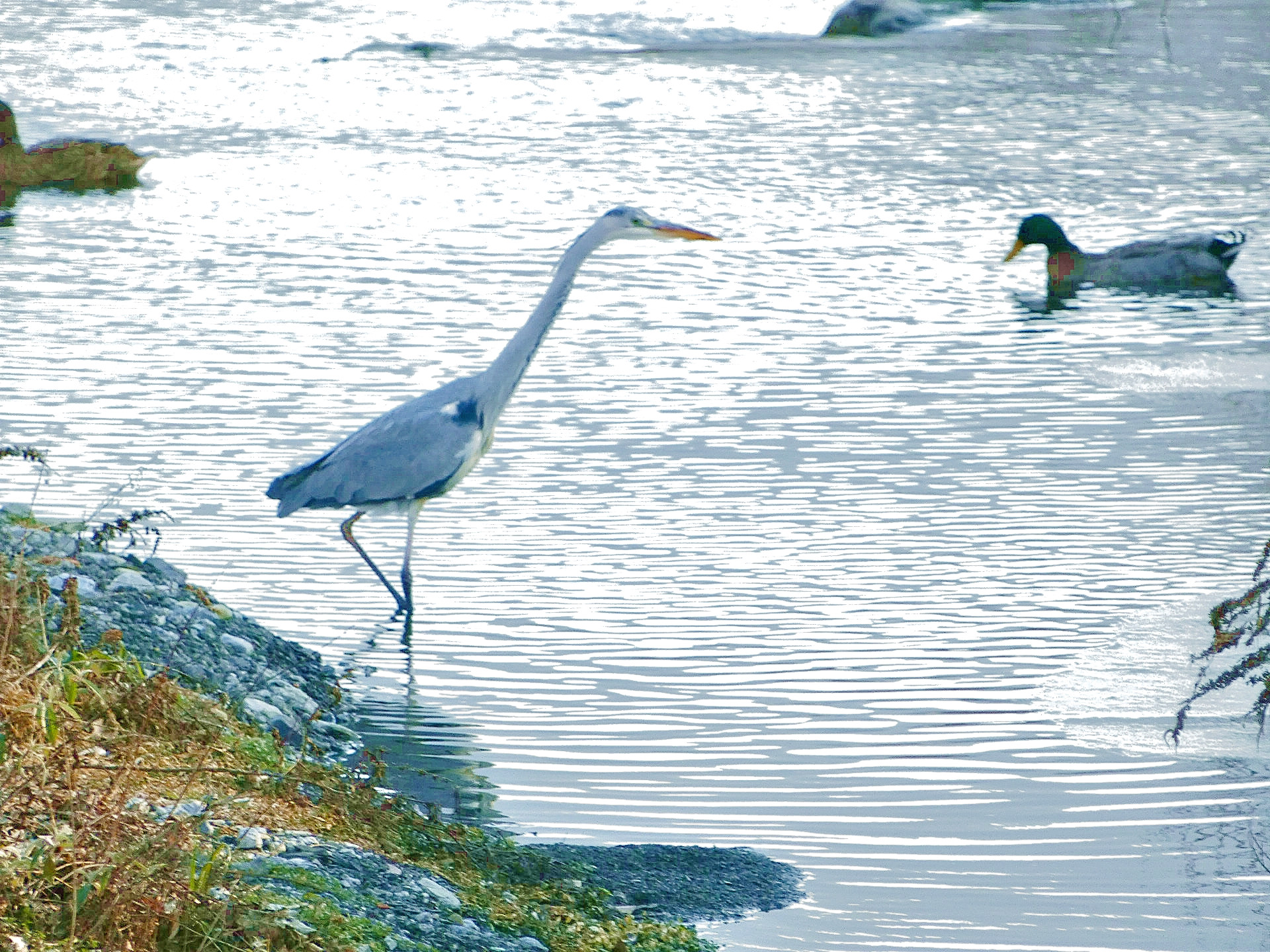 Heron in the Imagna stream