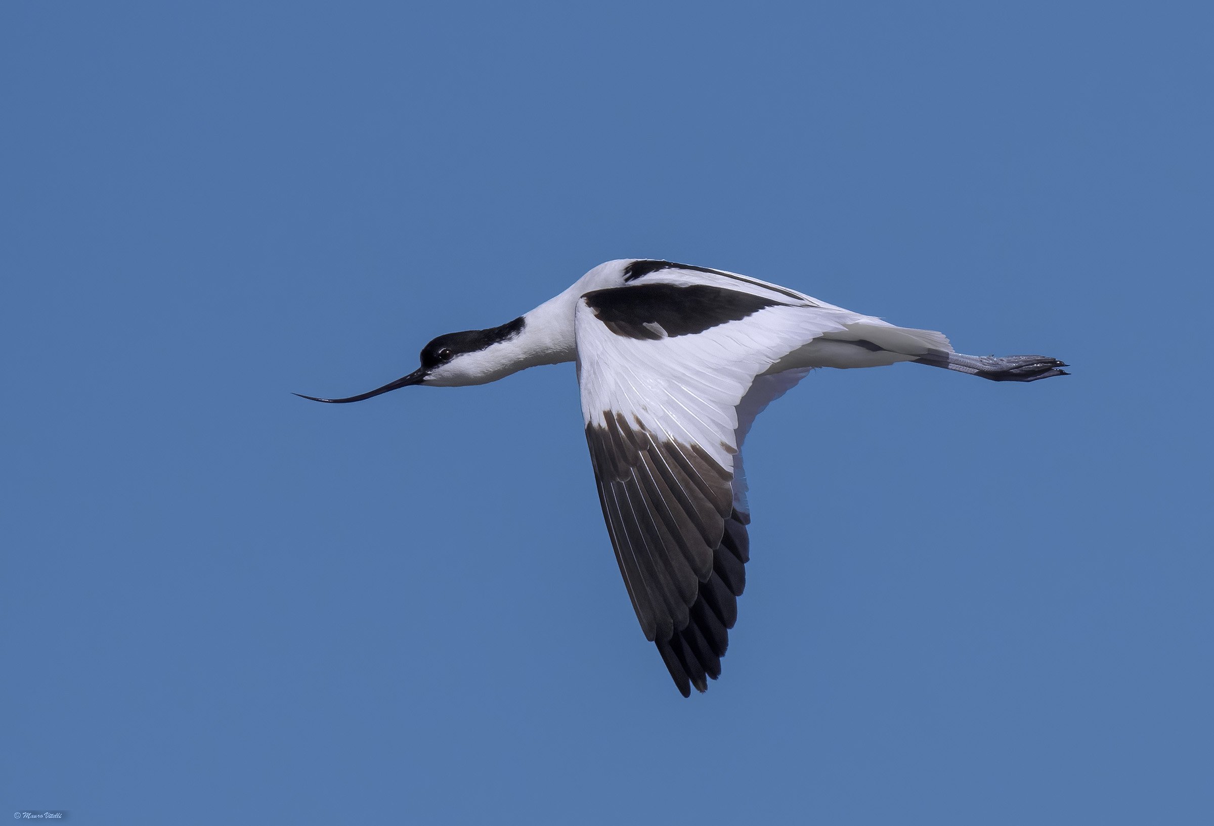 Avocet (Recurvirostra avosetta)