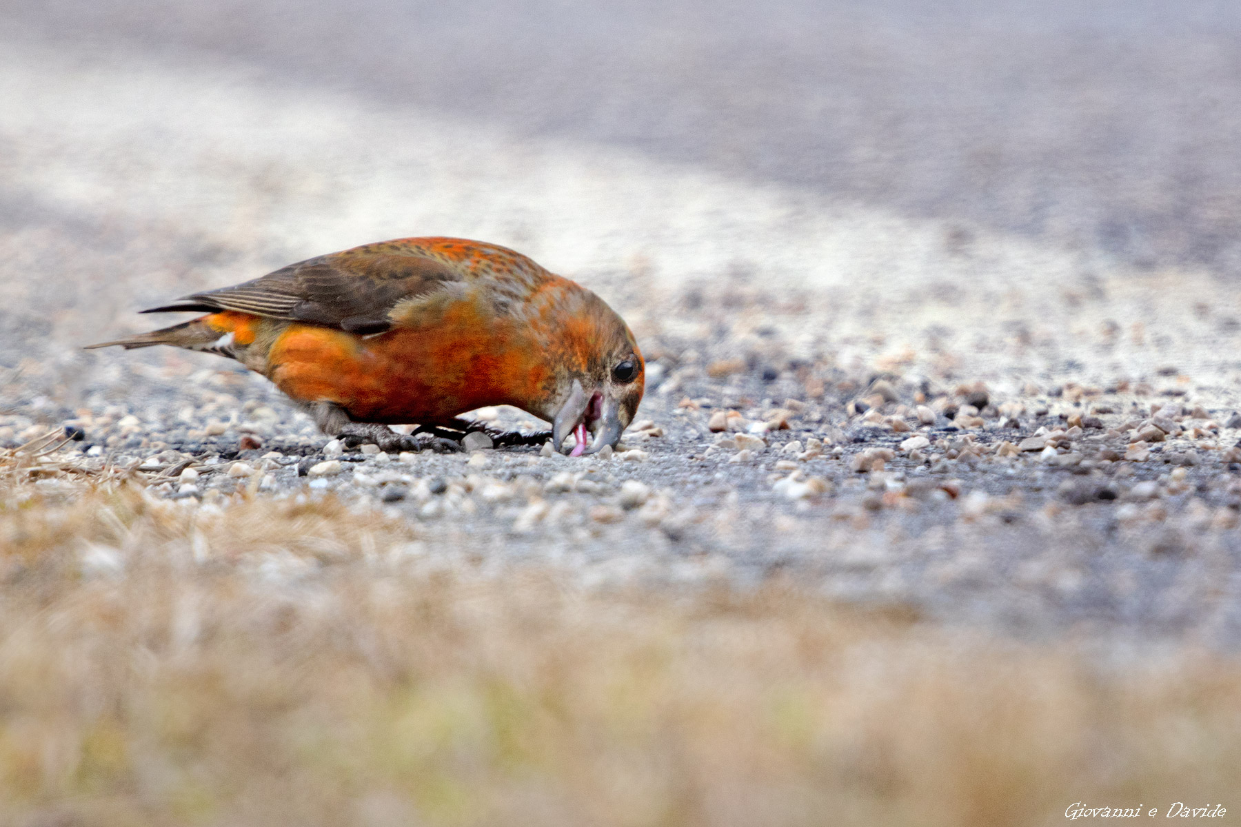 ... Lollipops salt...