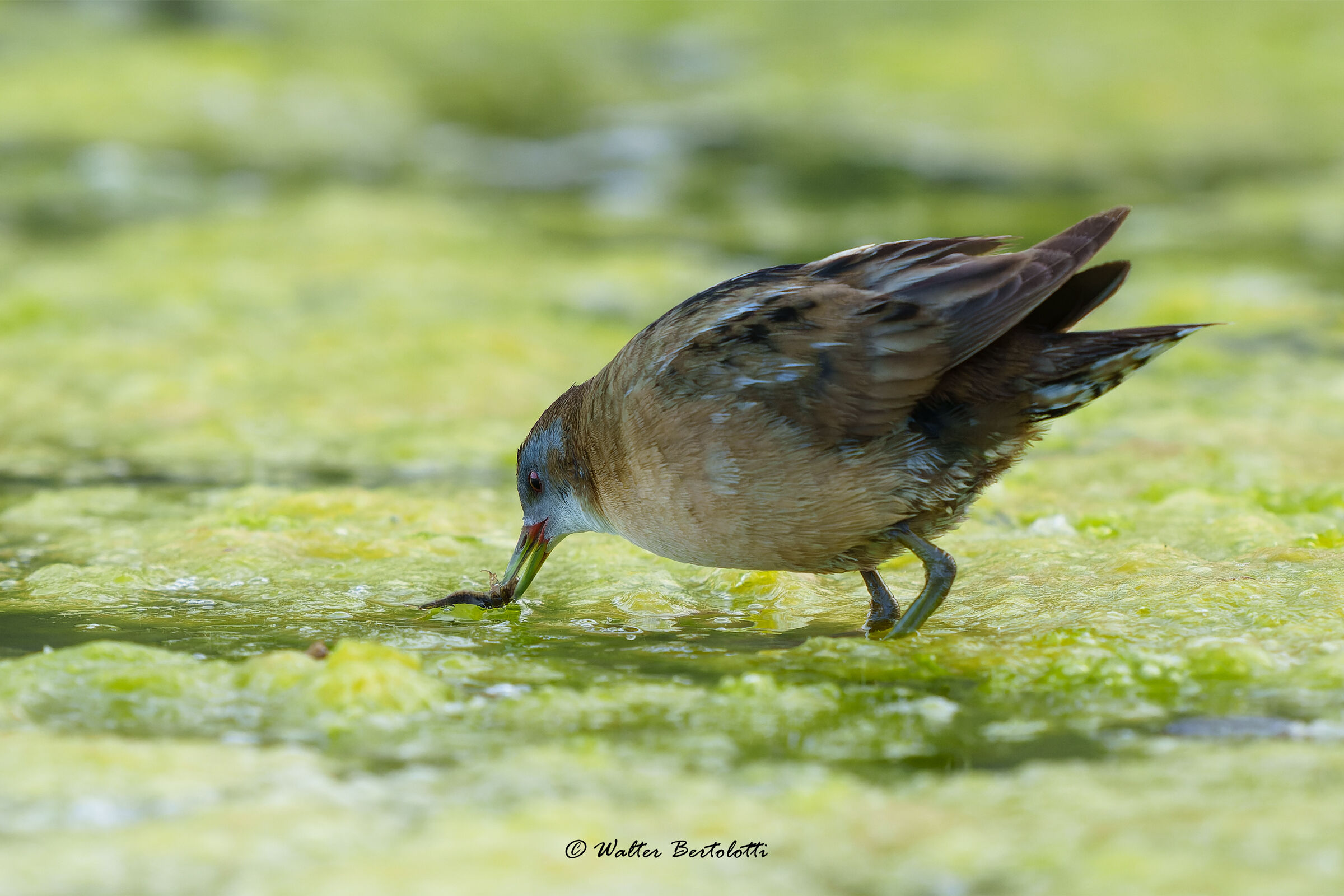 Hunting