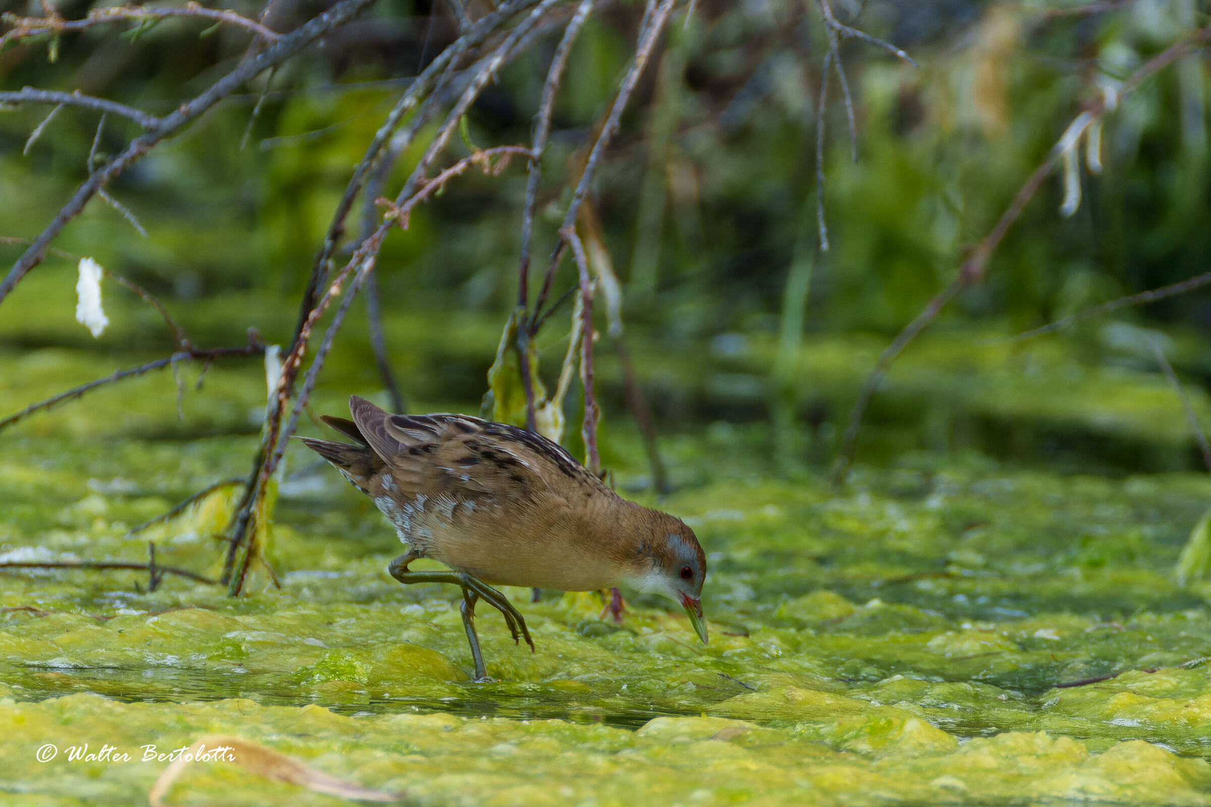 quattro passi nel canneto
