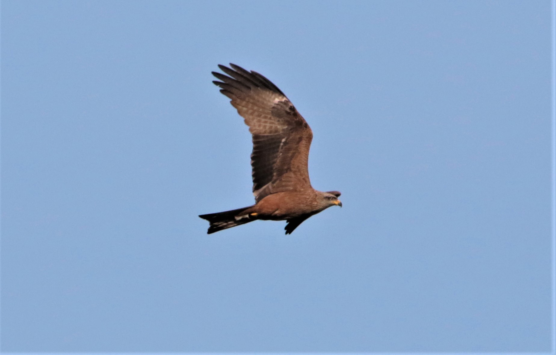 black kite