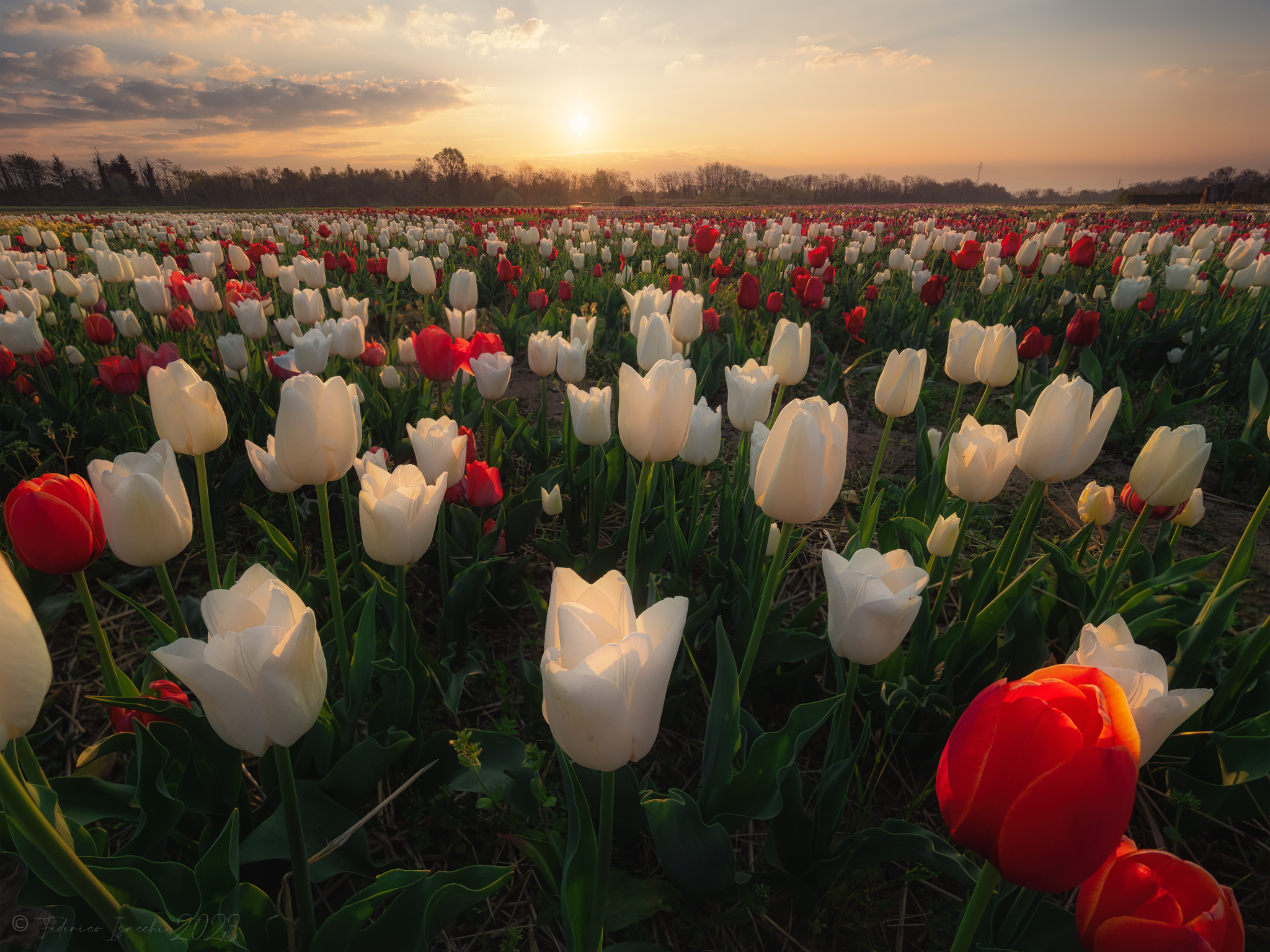 Tulips