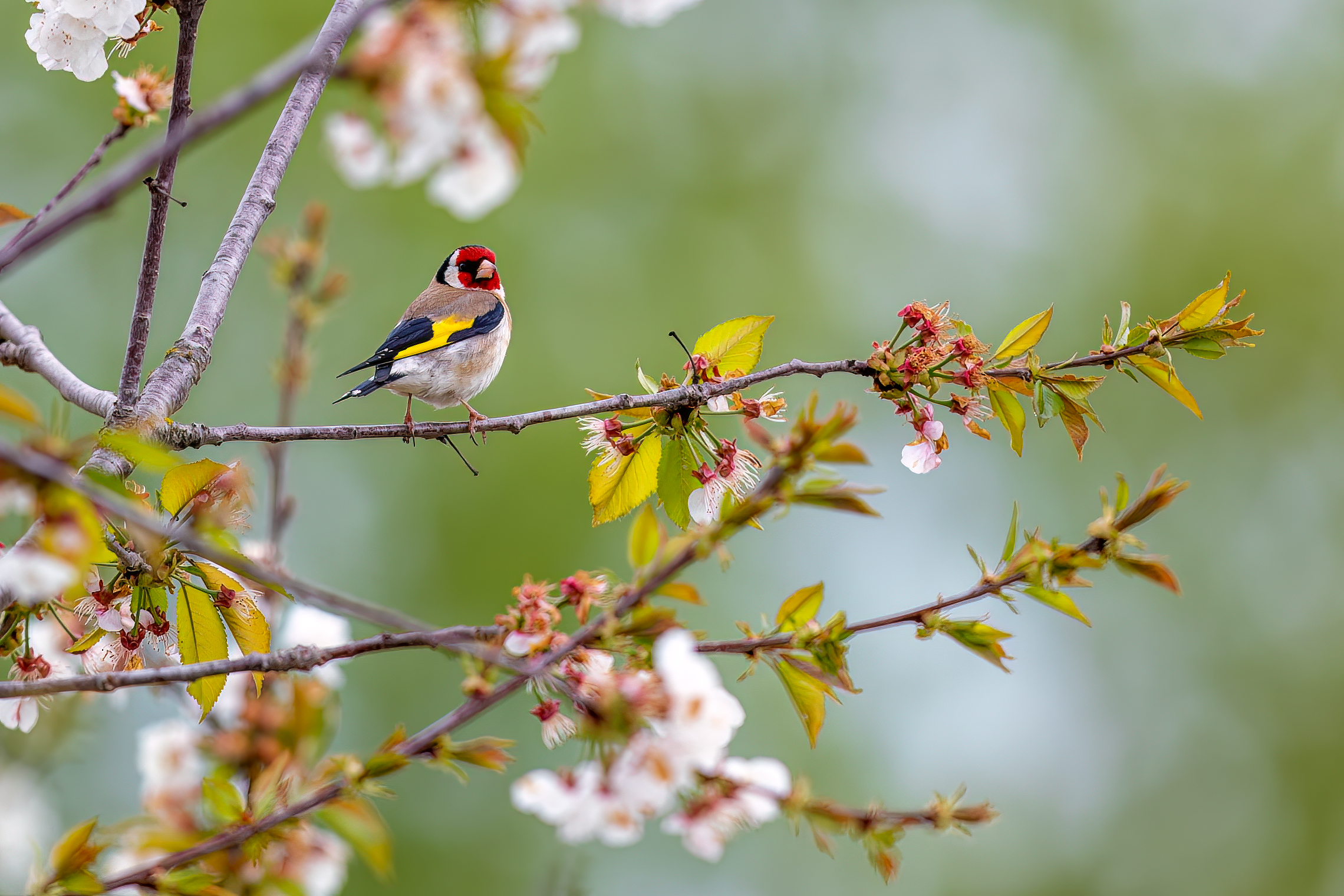 Goldfinch