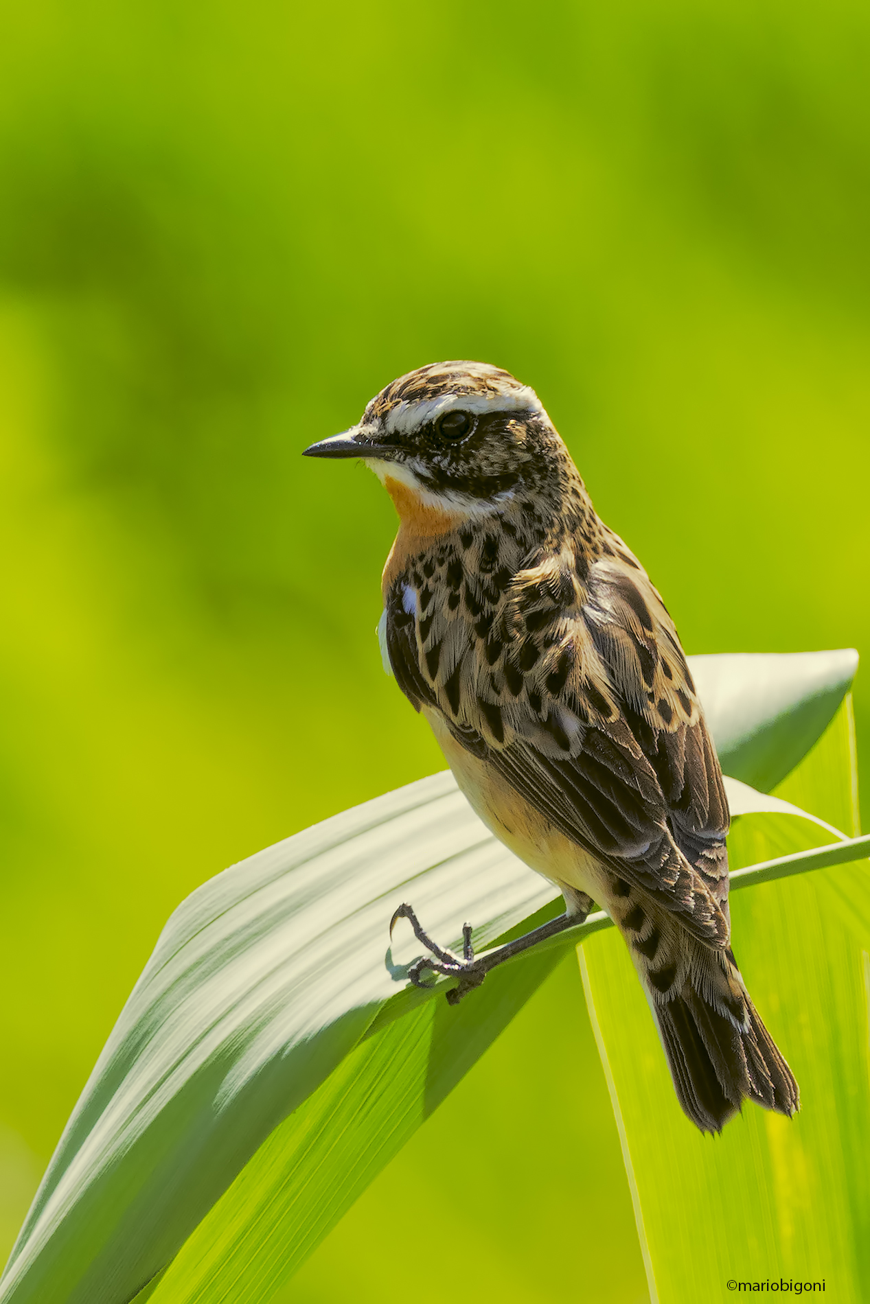 Whinchat
