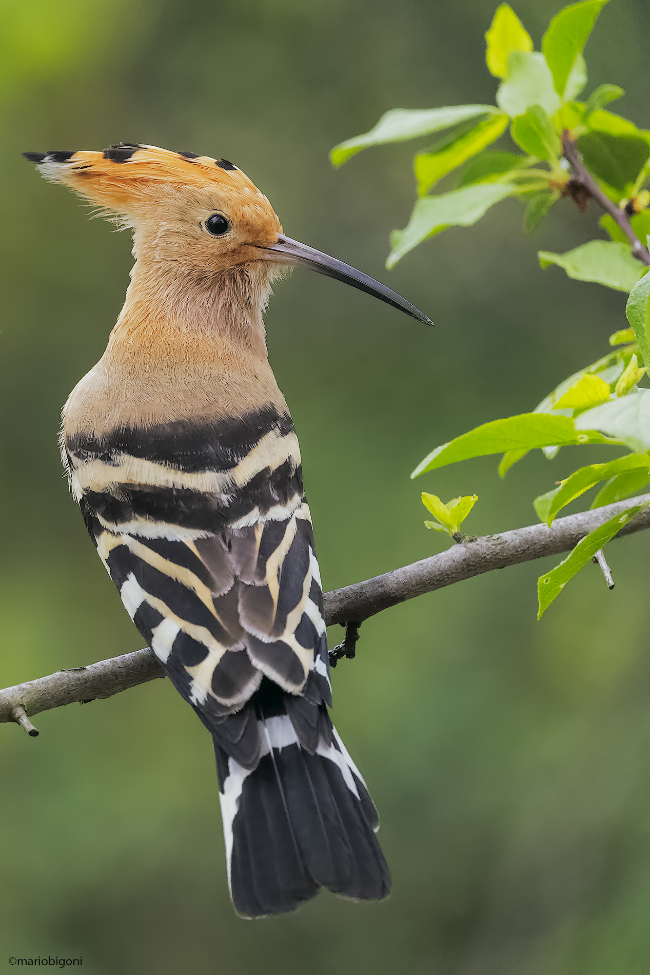 hoopoe