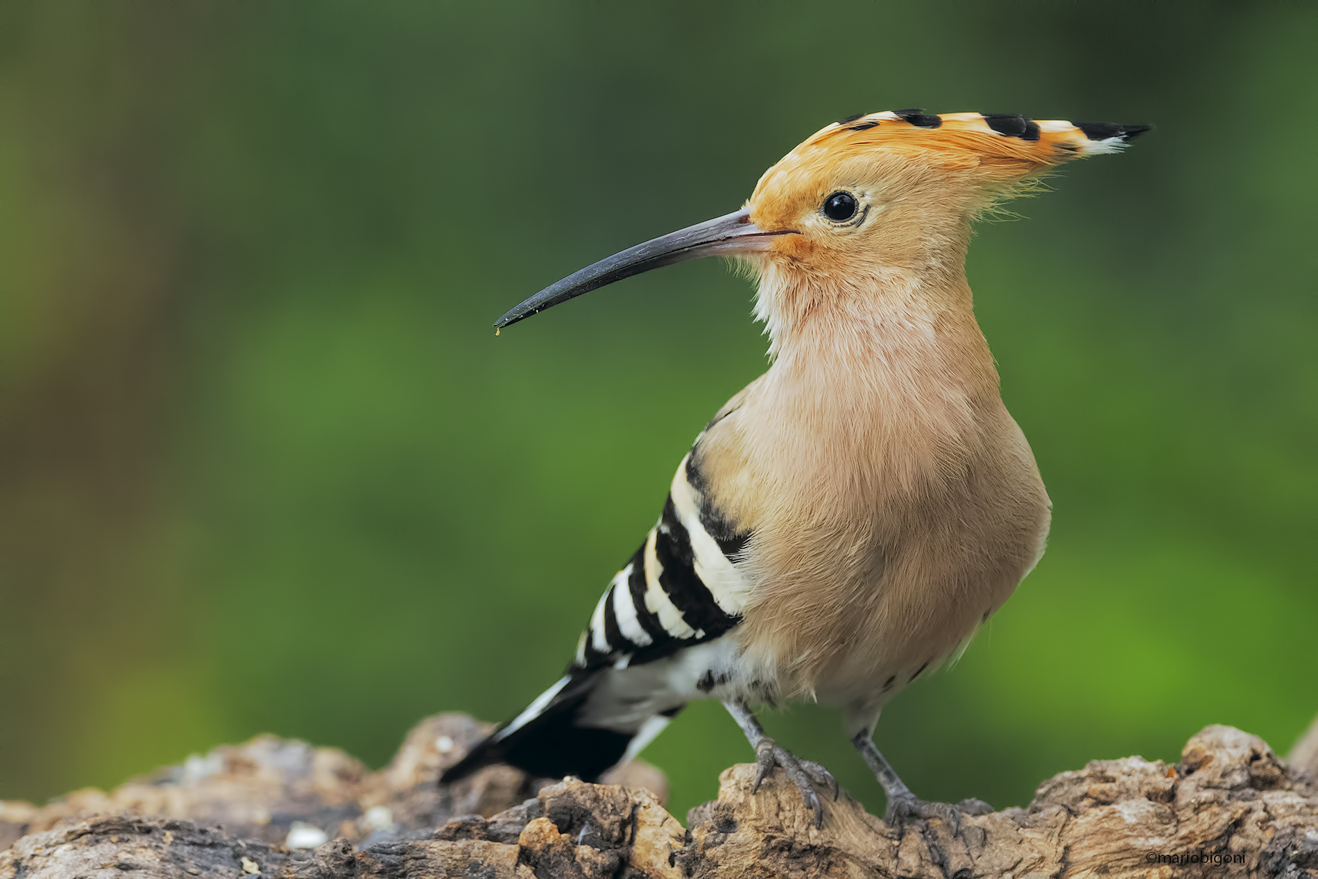hoopoe