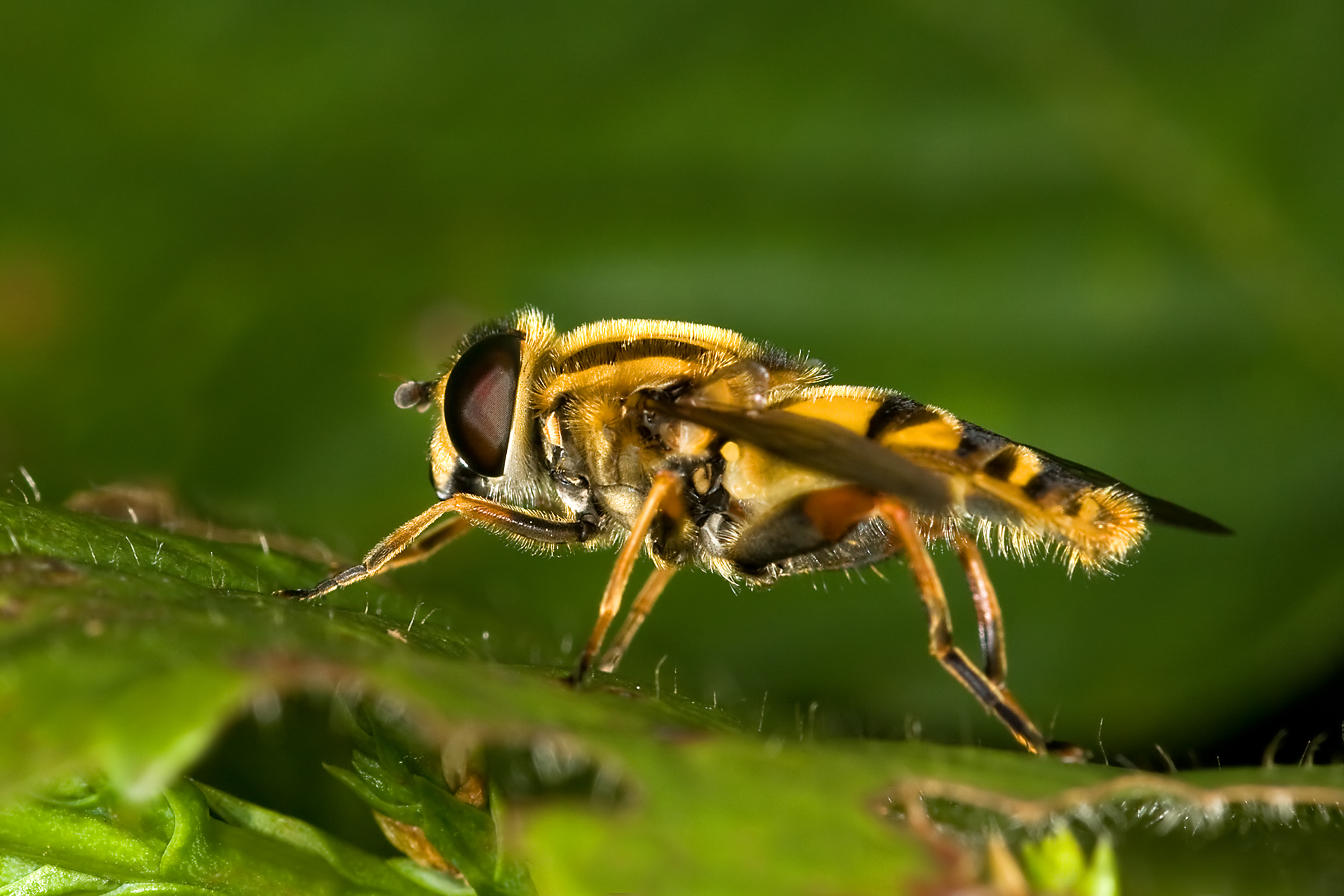 Hover Fly