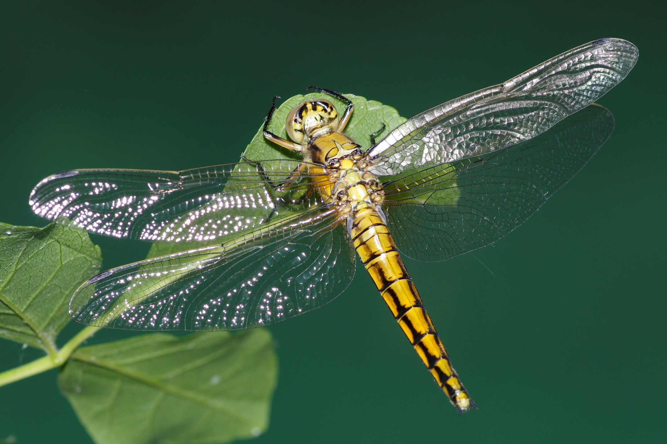 Frecciazzurra puntanera, femmina