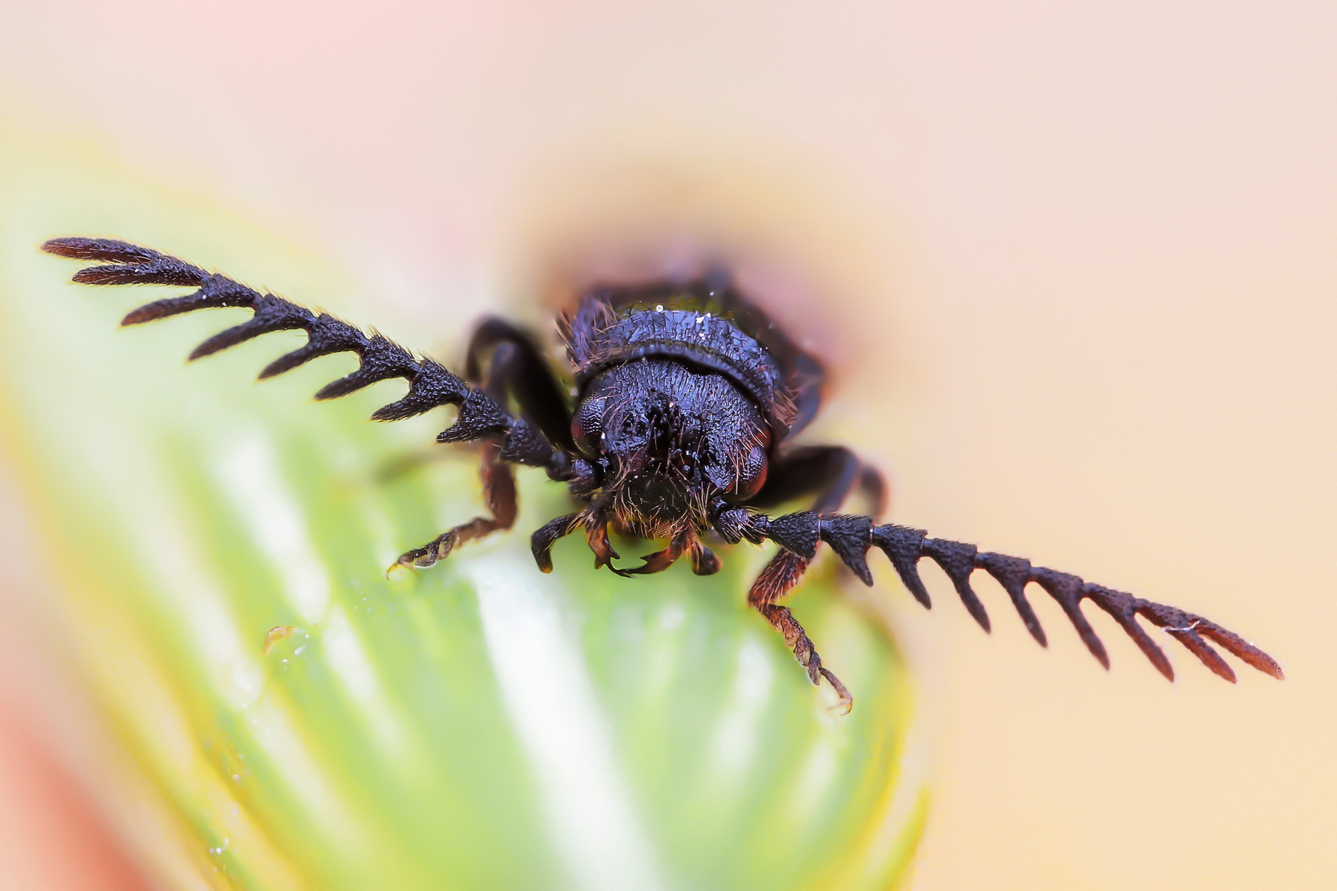 Male Drilus flavescens