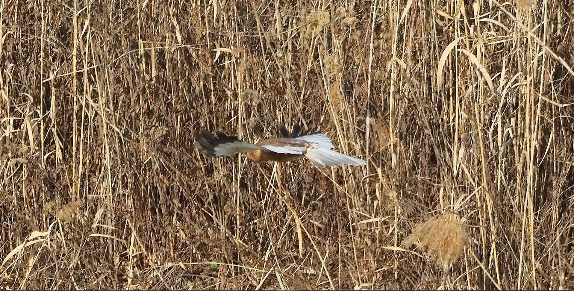 Falco di palude 03-02-2023