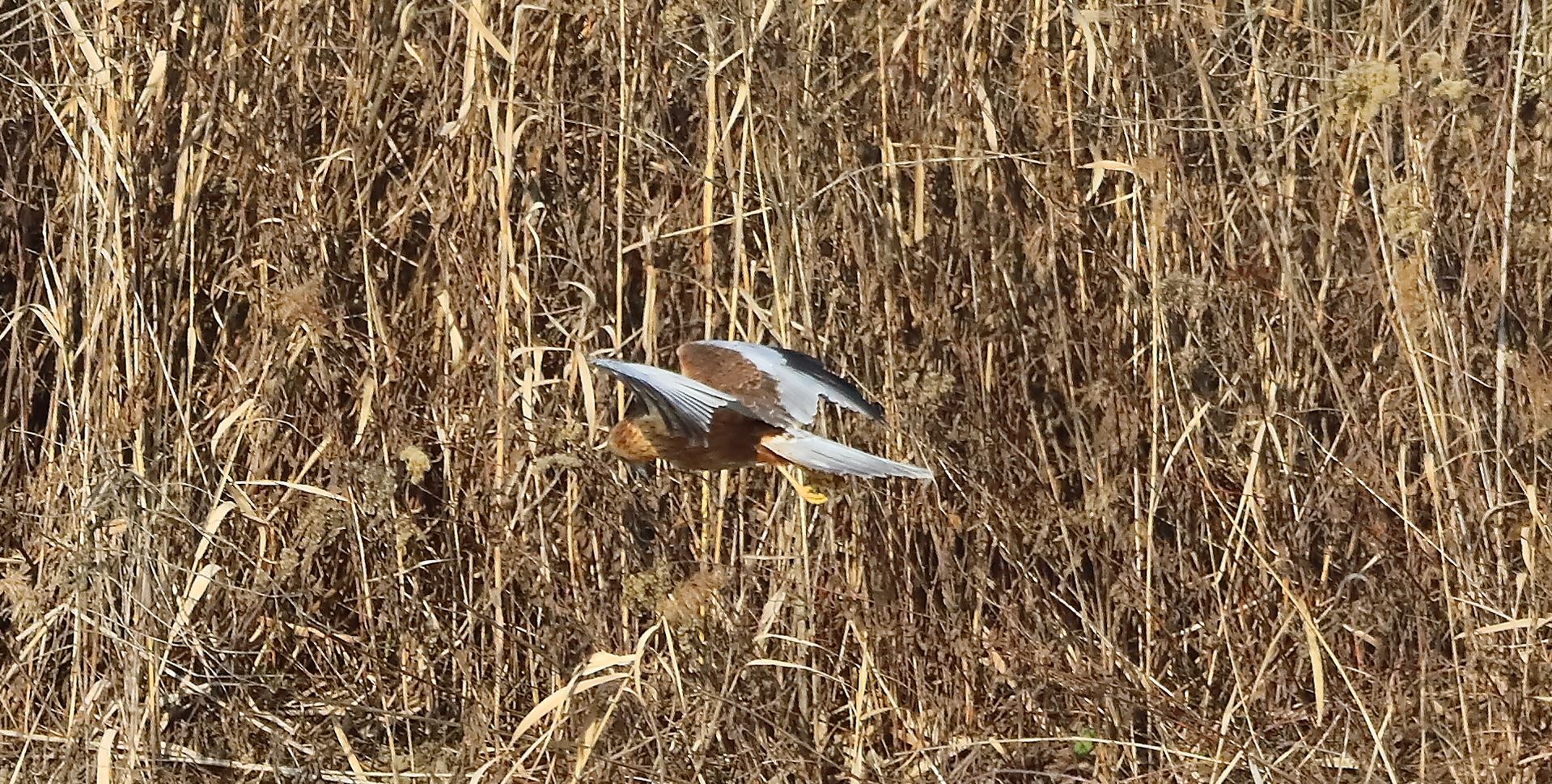 Falco di palude 03-02-2023