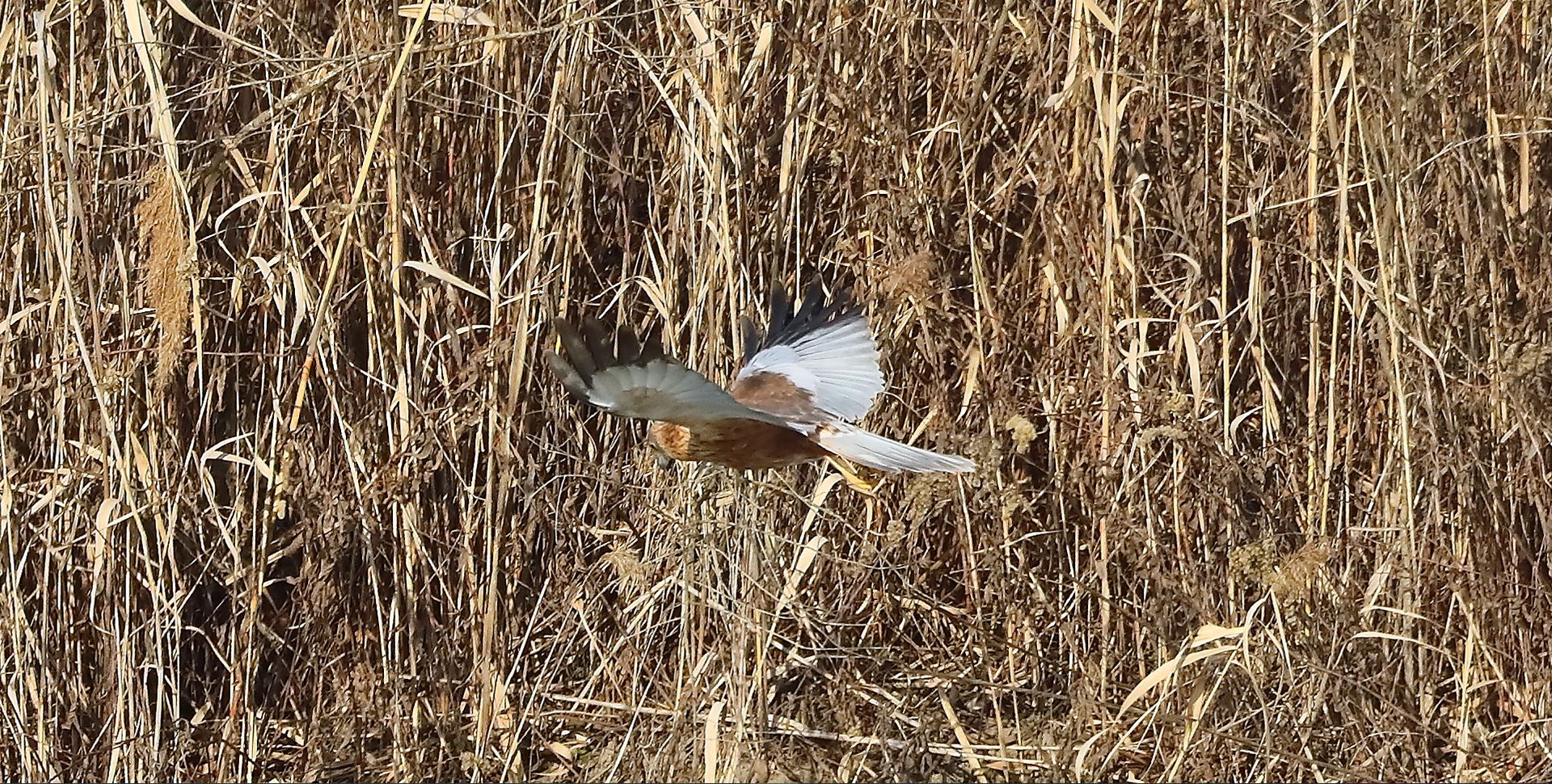 Falco di palude 03-02-2023