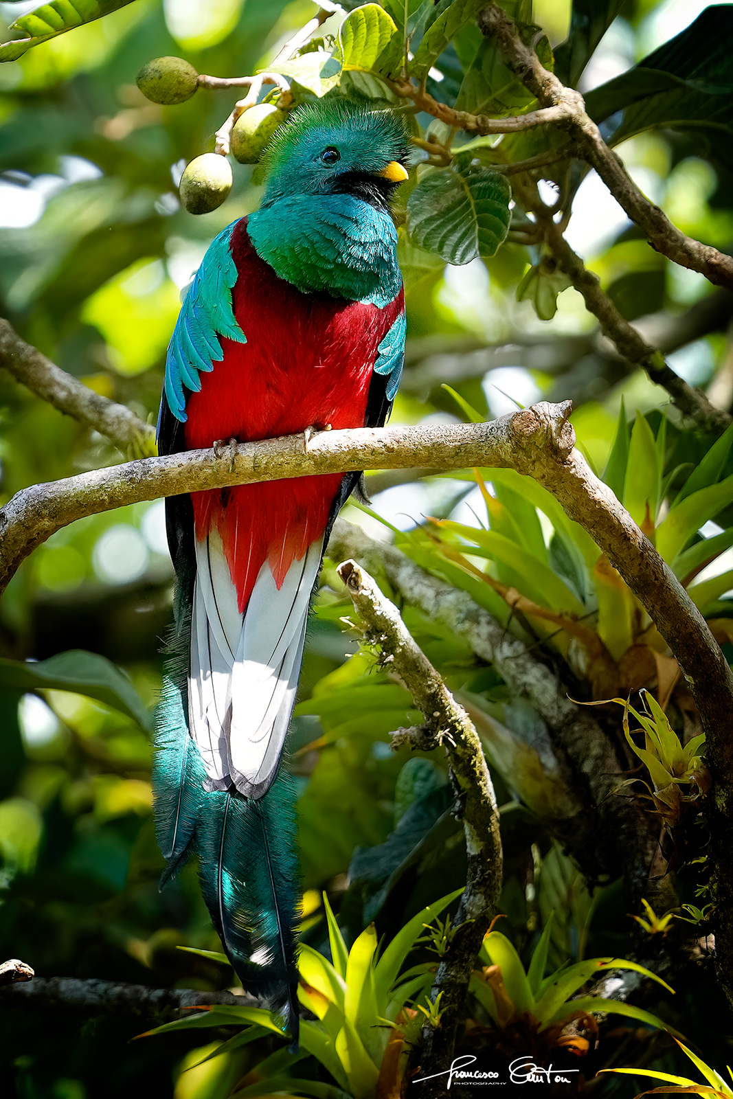 Quetzal Splendente