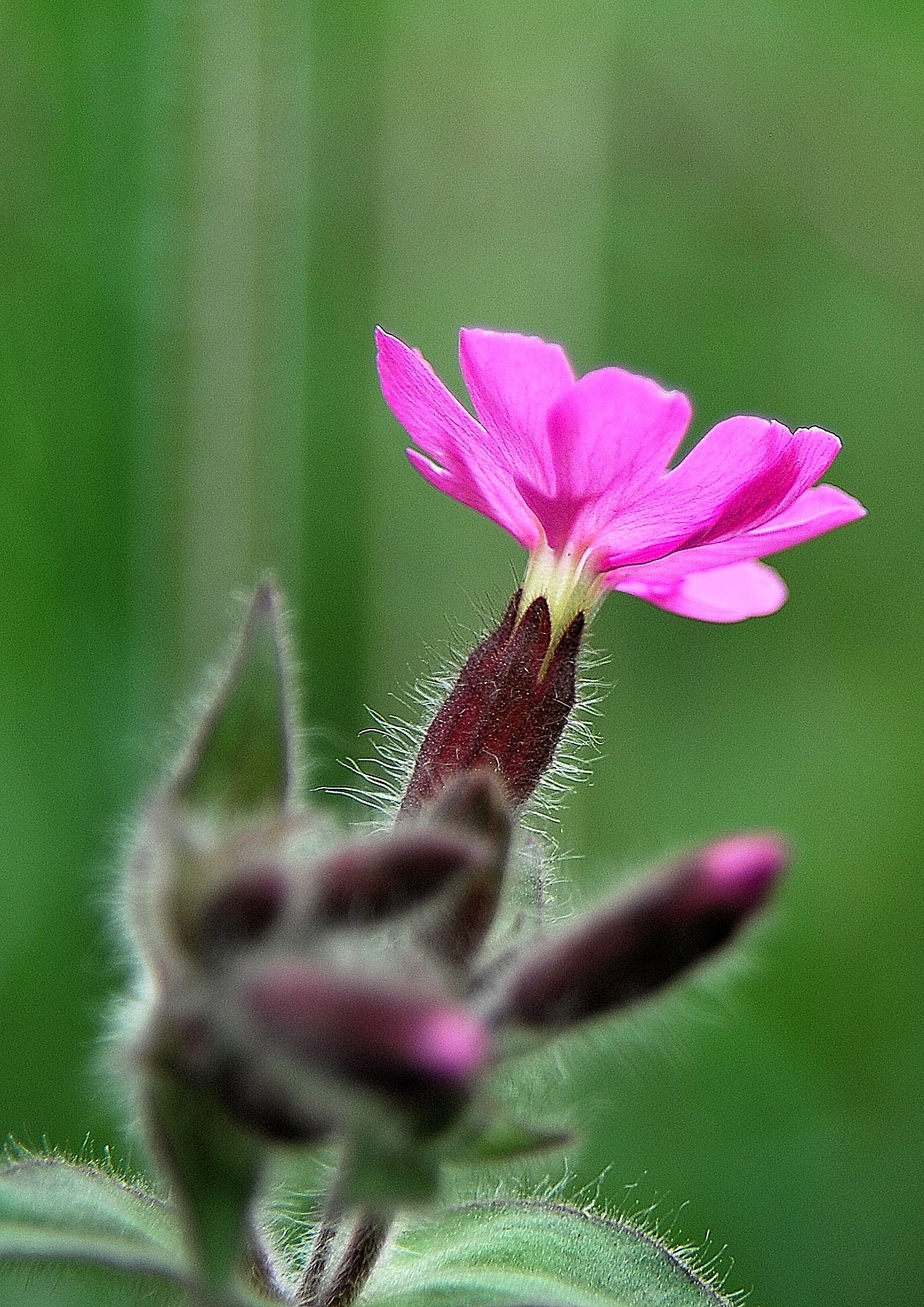 Flowers to Villa Manara-So