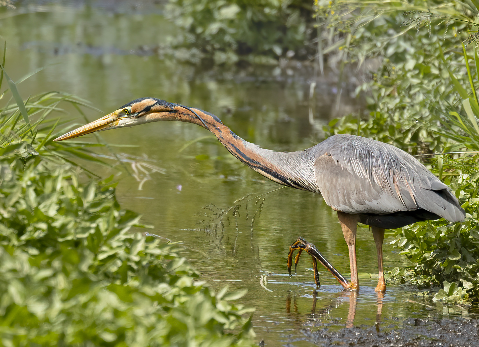 airone rosso in surplace