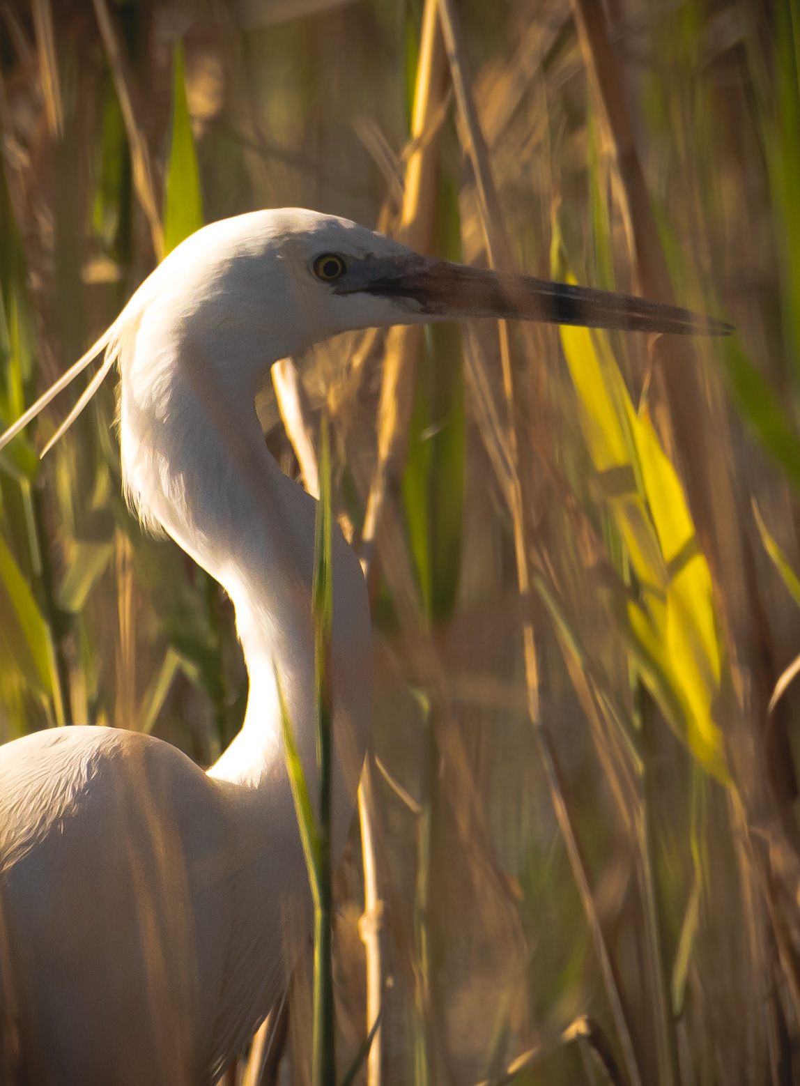 Egret
