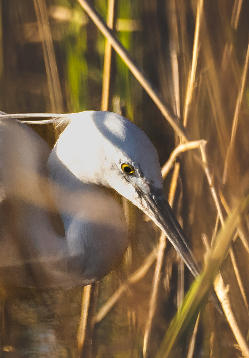Egret