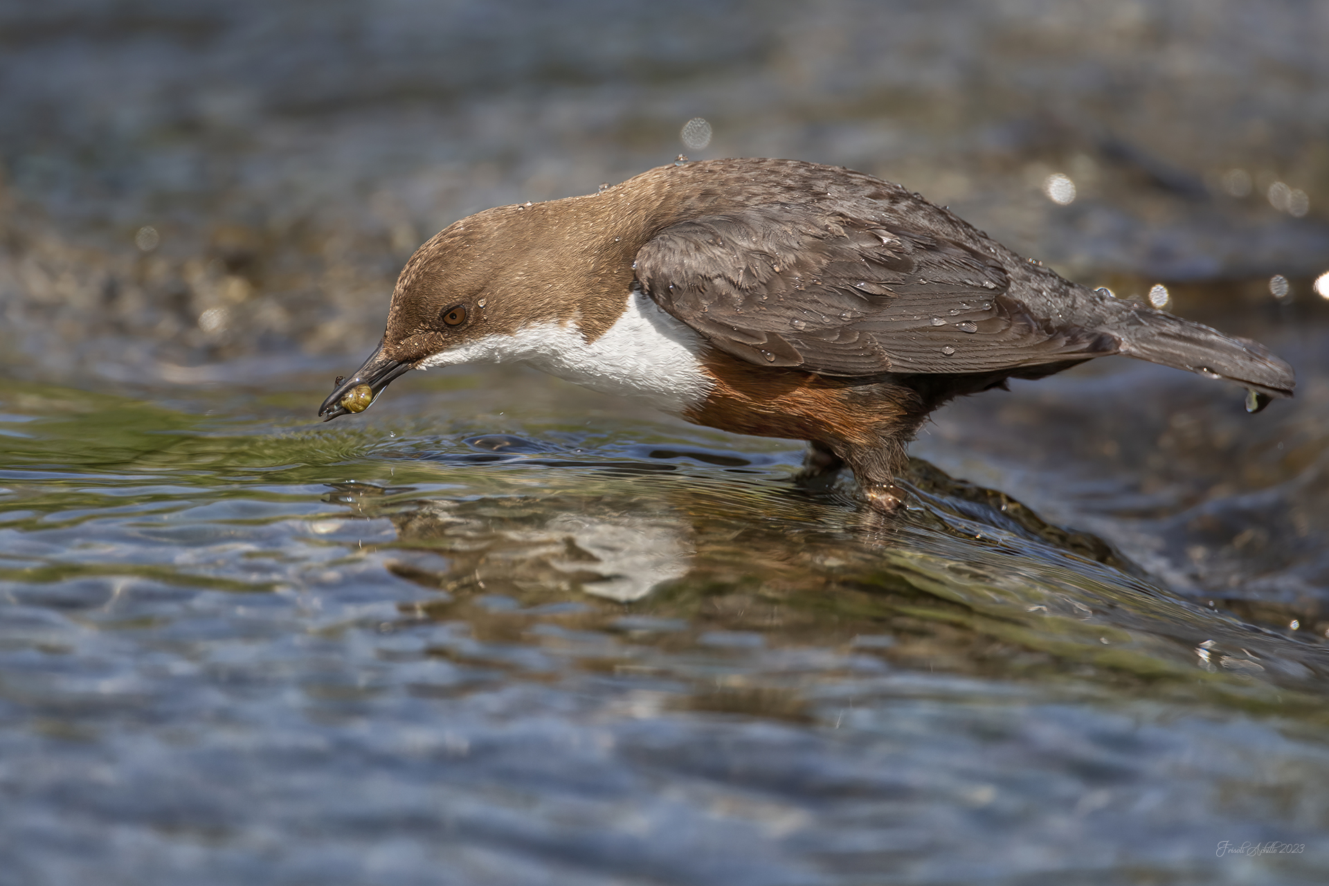 White-throated dipper