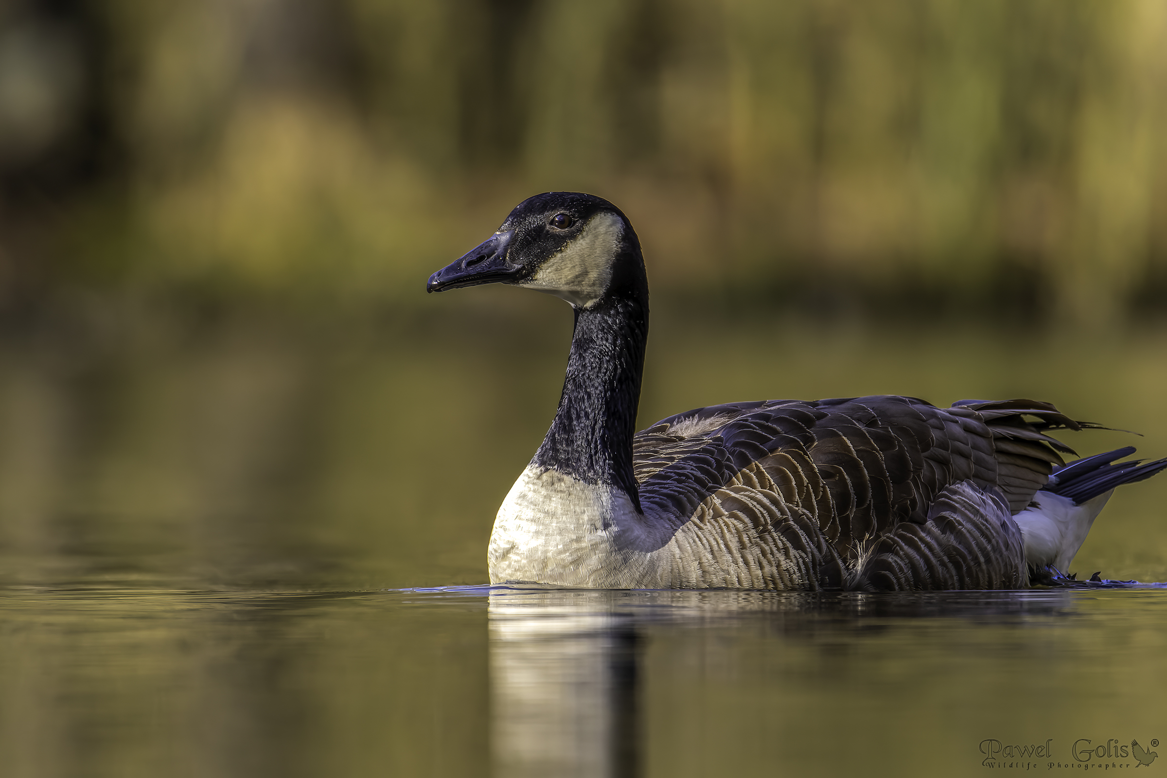 Oca canadese (Branta canadensis)