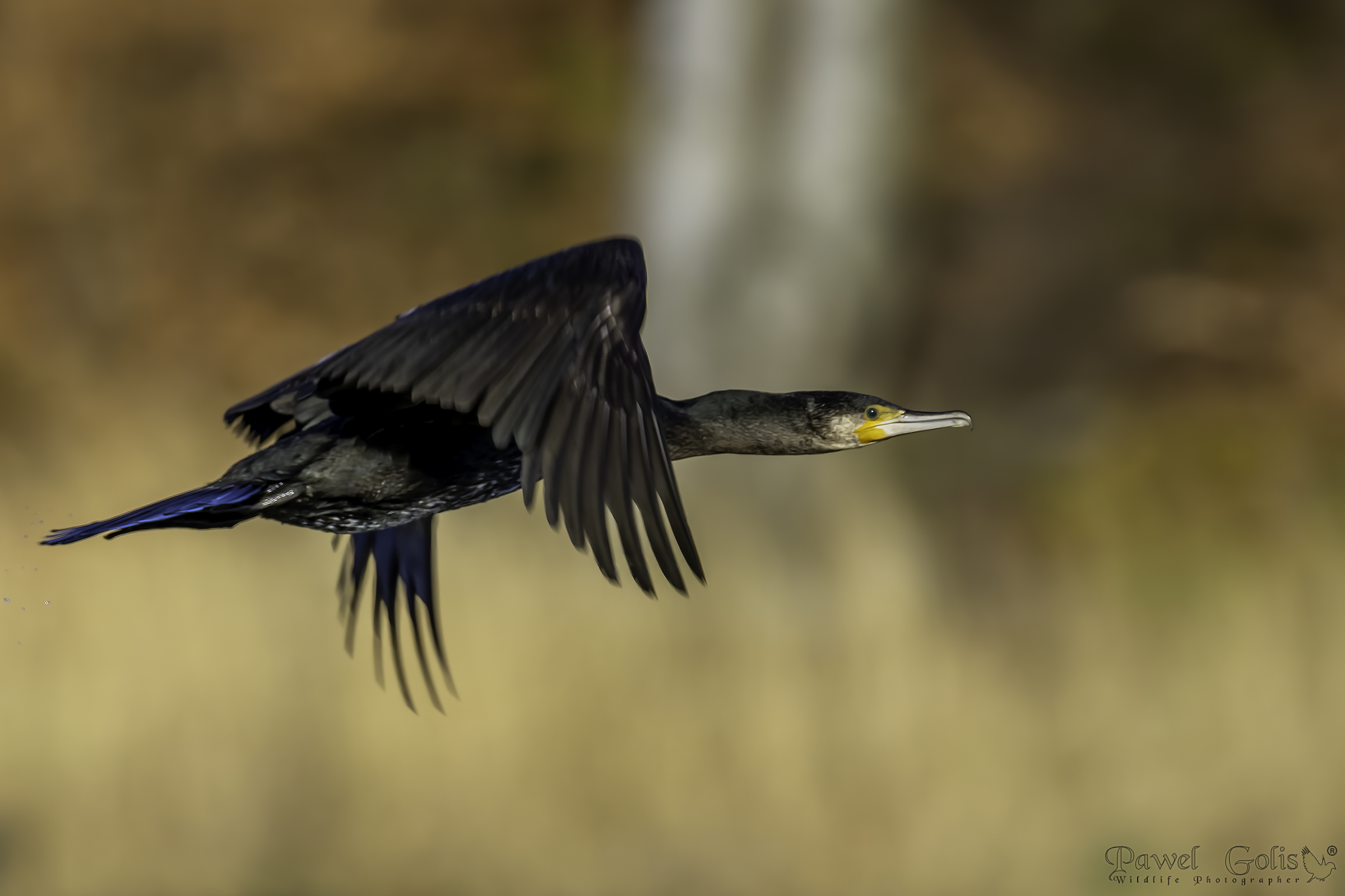 Cormorano (Phalacrocorax carbo)