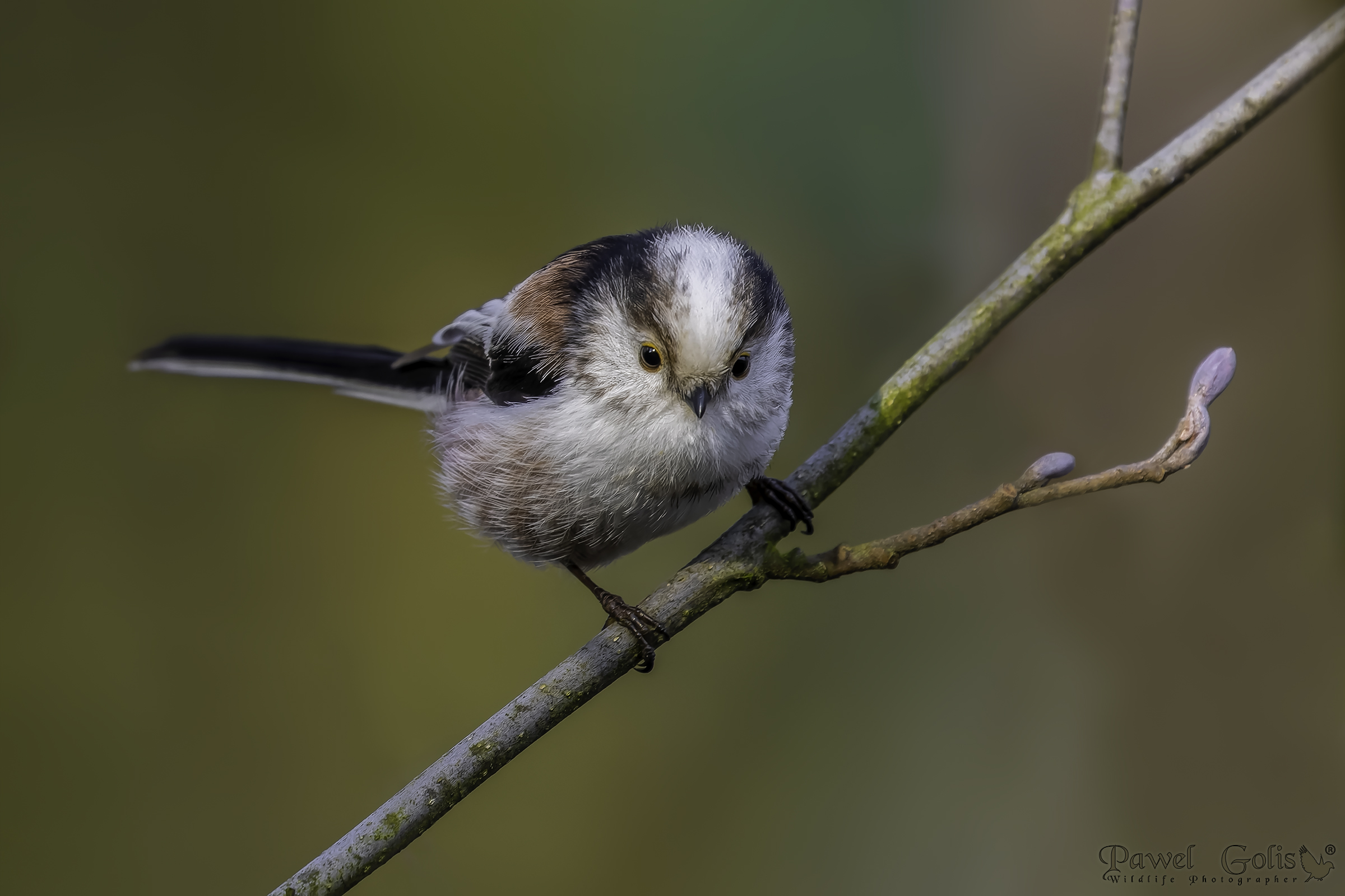 Cinciallegra dalla coda lunga (Aegithalos caudatus)