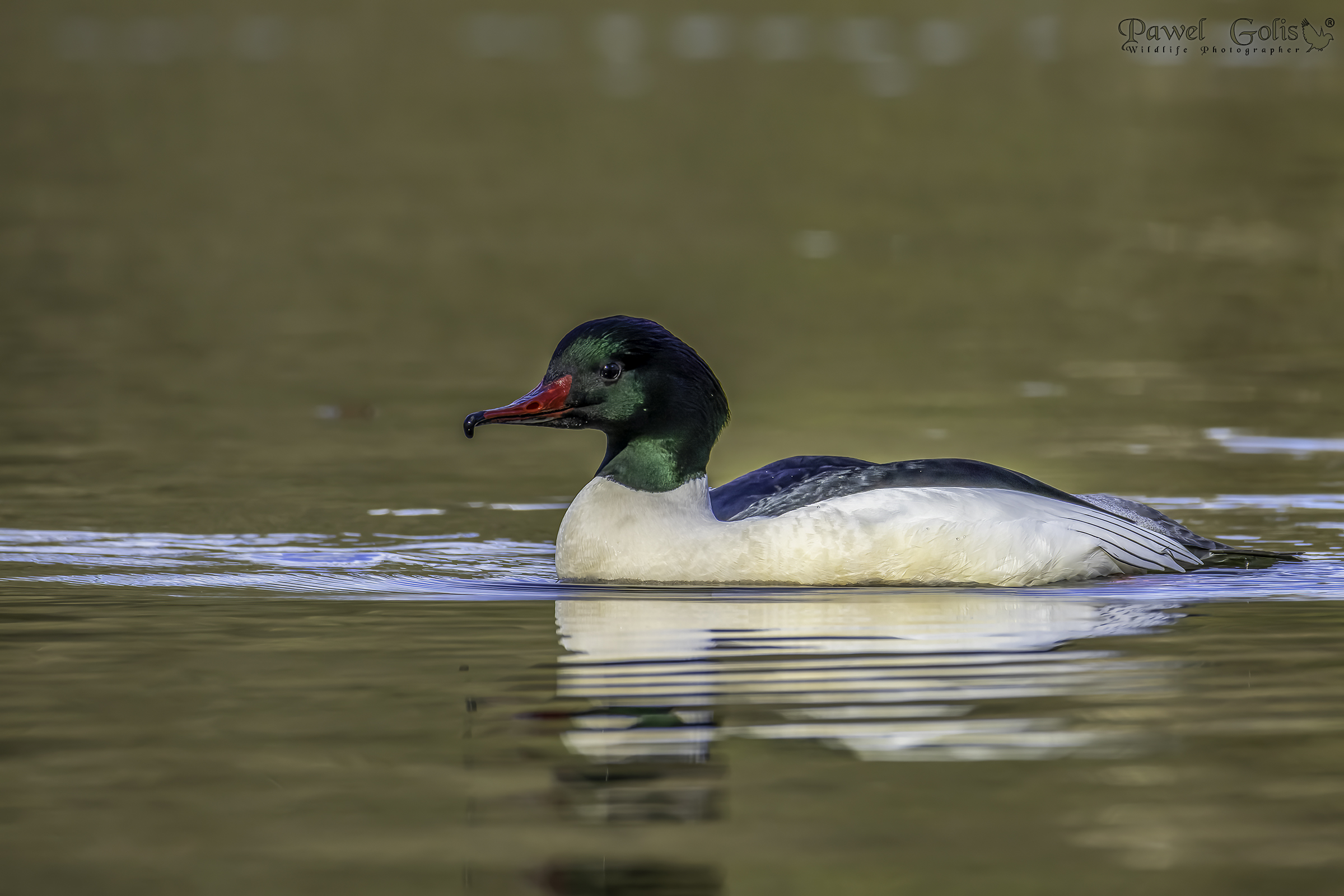 Smergo pettorosso (Mergus serrator)