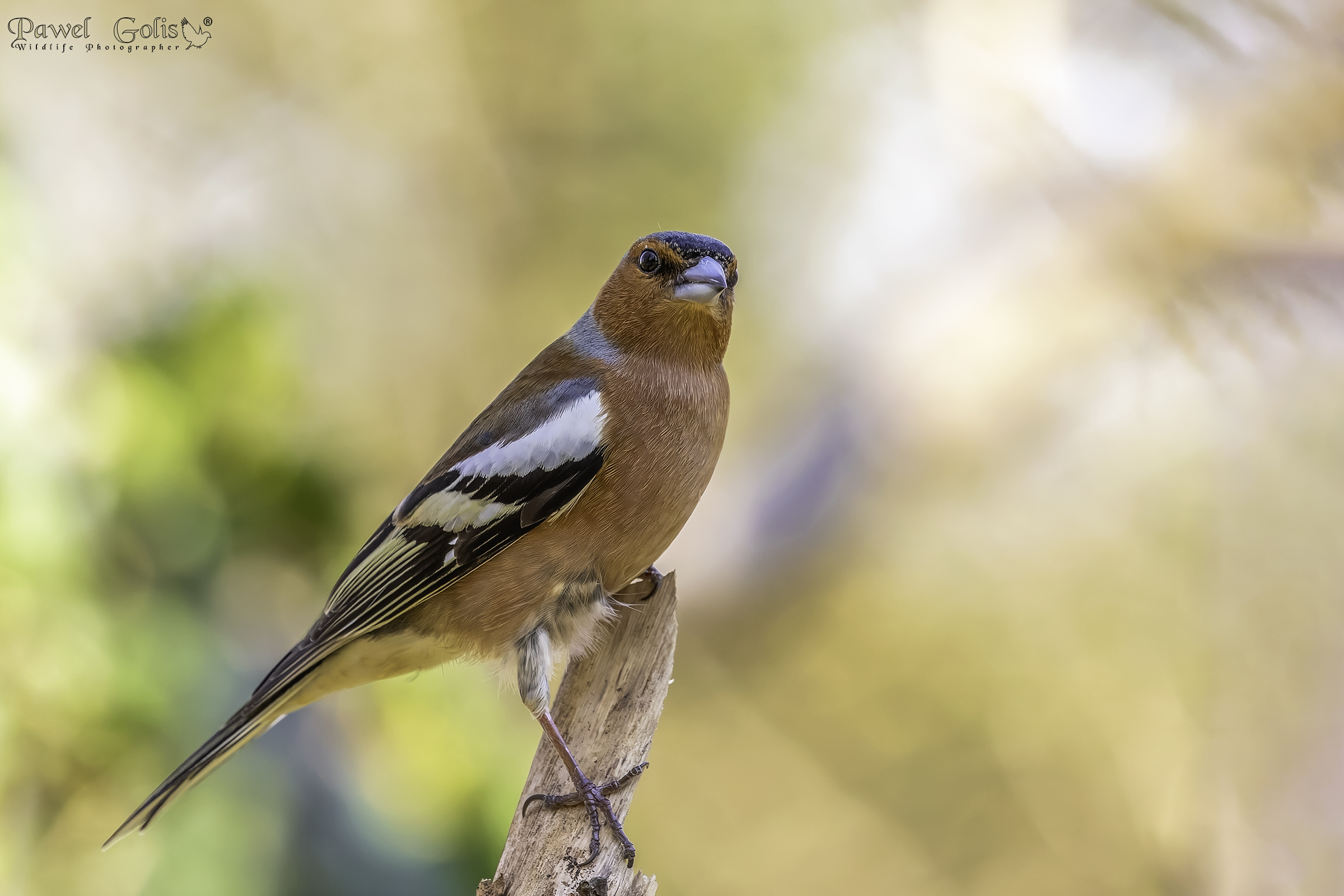 Fringuello comune (Fringilla coelebs)