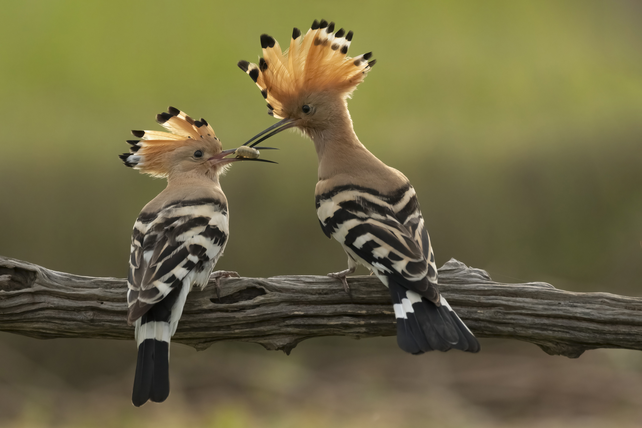 Hoopoe