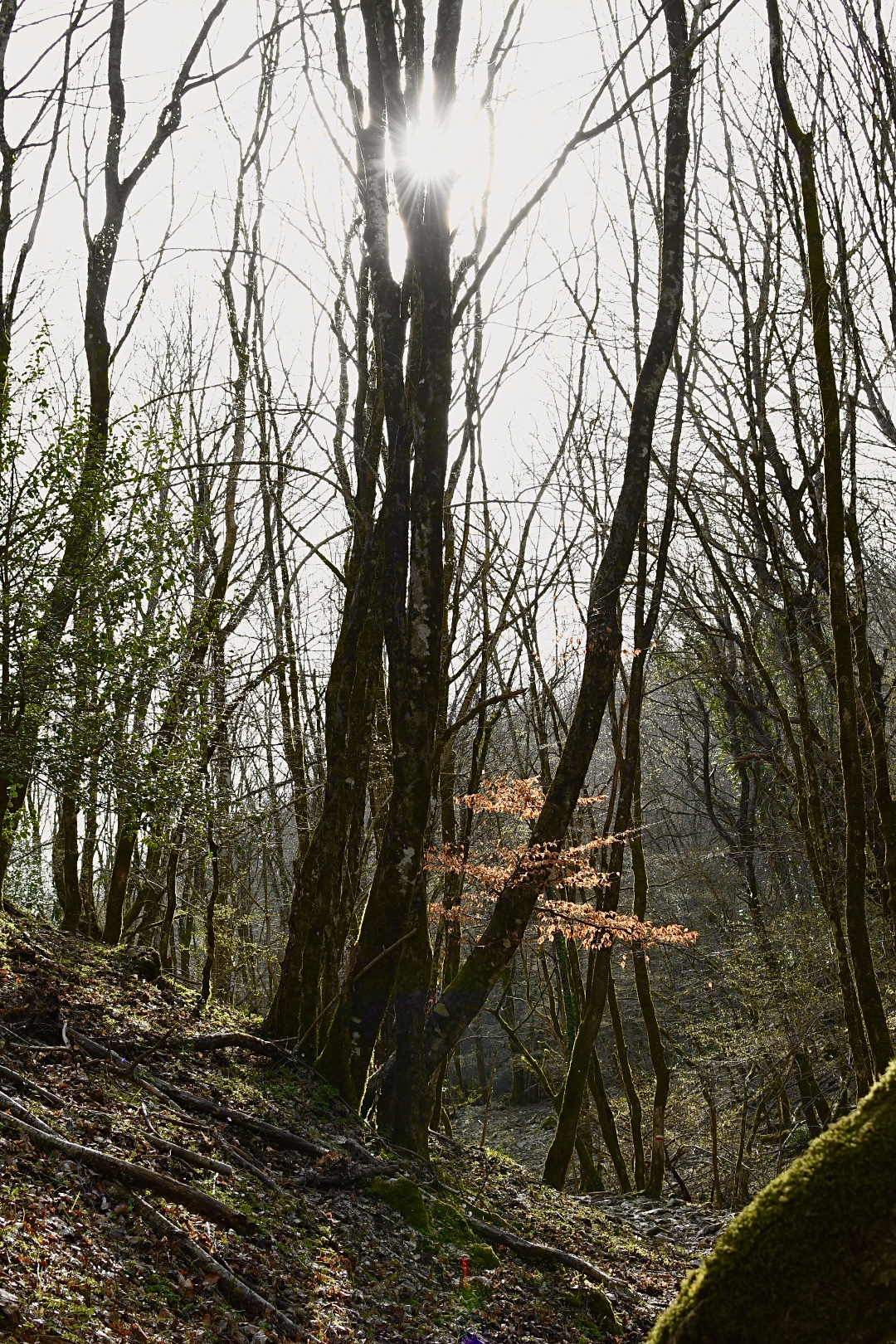 Un timido alberello arancione nel sottobosco