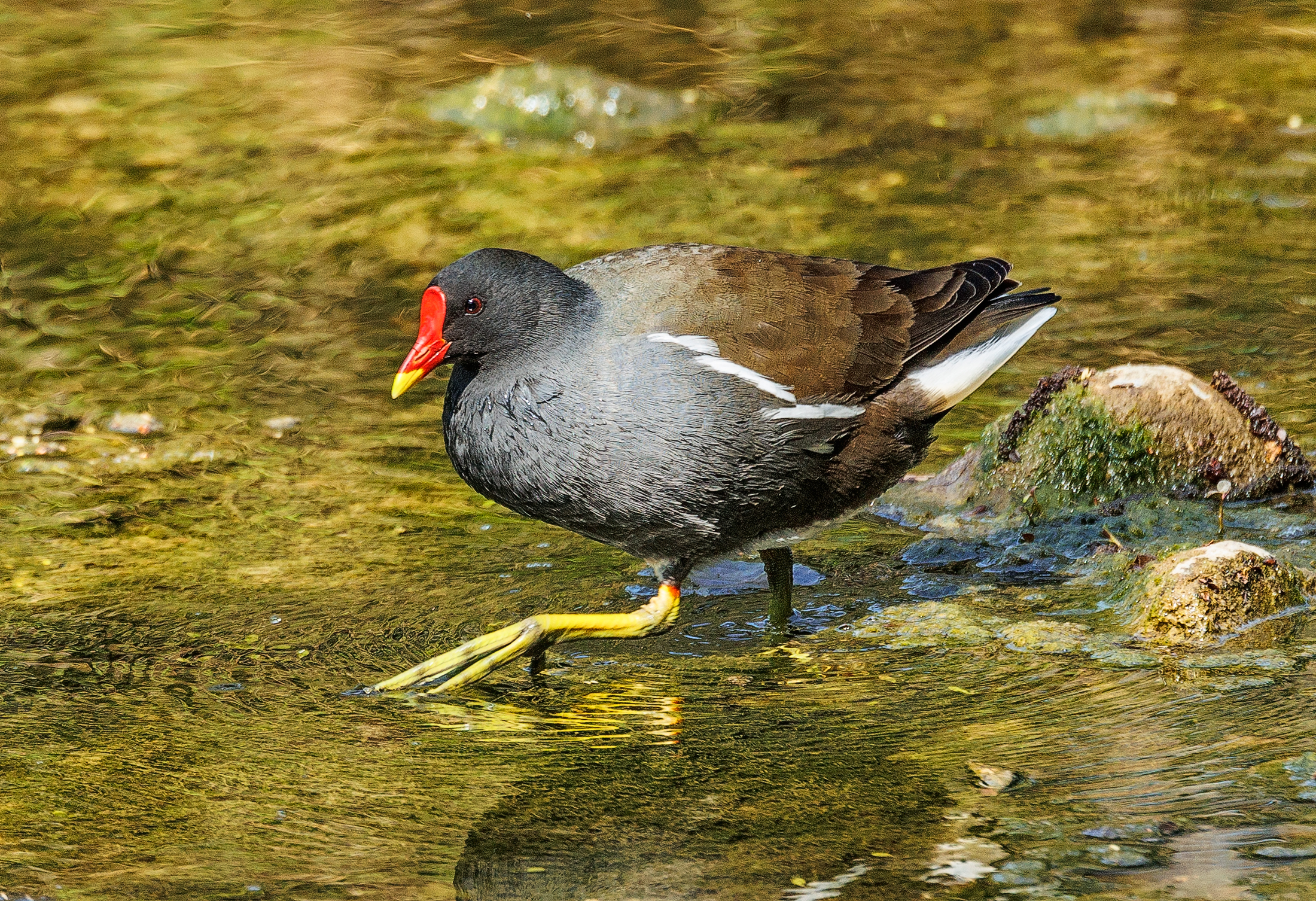 Gallinella d'acqua